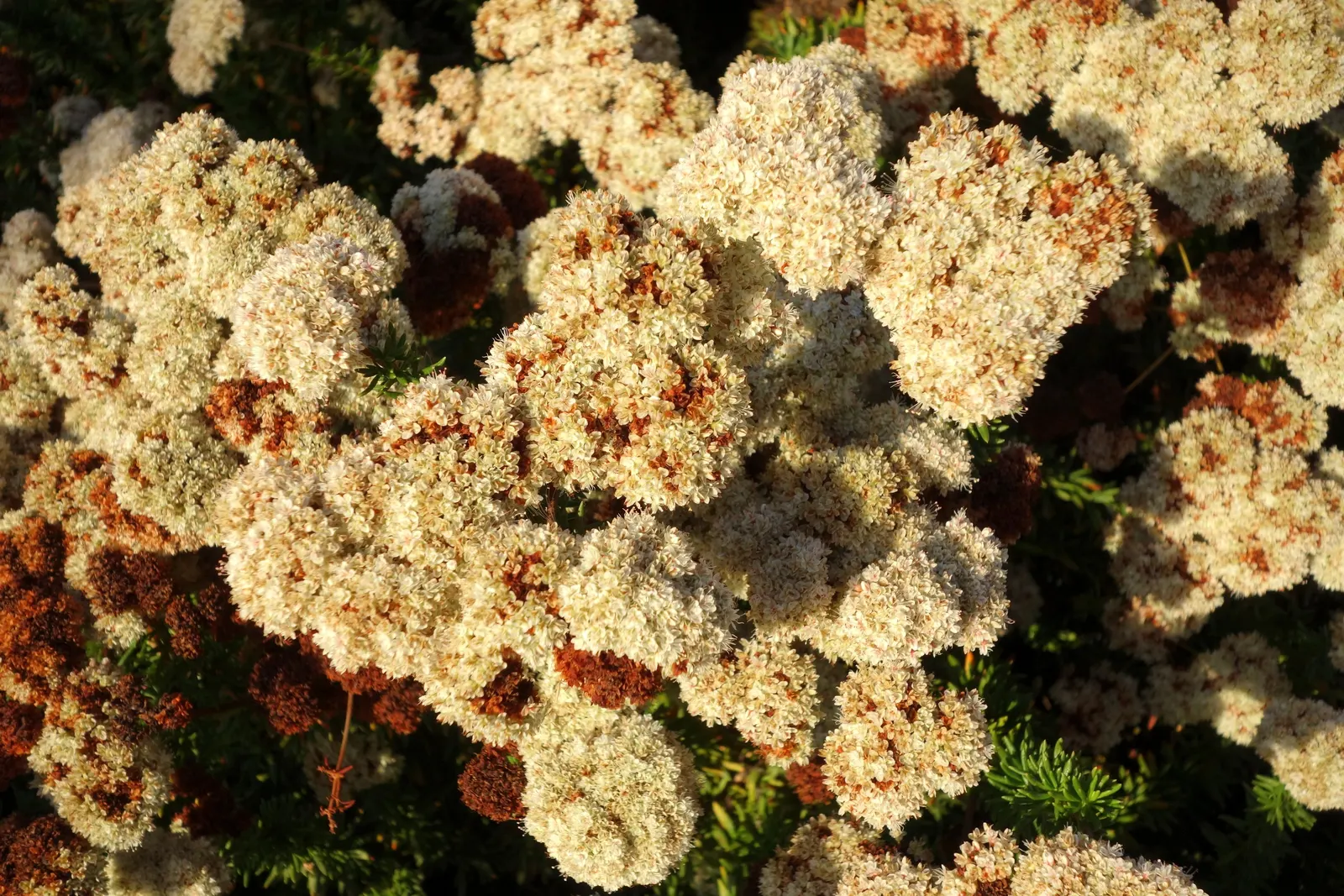 California Buckwheat (Eriogonum Fasciculatum) — commonly known as California Buckwheat; it features clusters of white to pink flowers, which bloom from June to