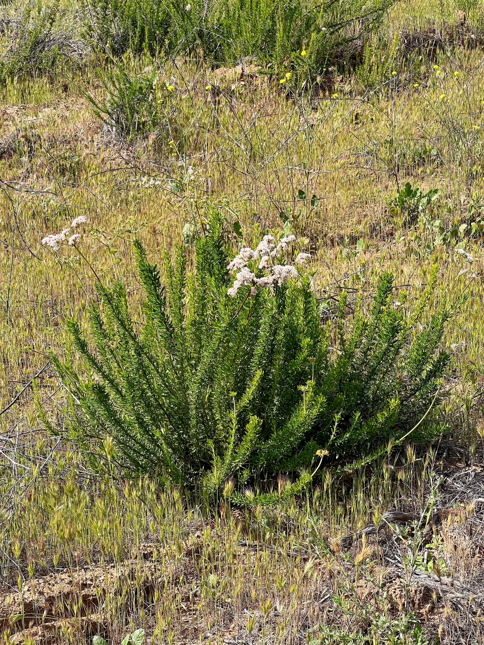 California Buckwheat (Eriogonum Fasciculatum) — scientifically known as Eriogonum fasciculatum; additionally, it can serve as an effective, image 66