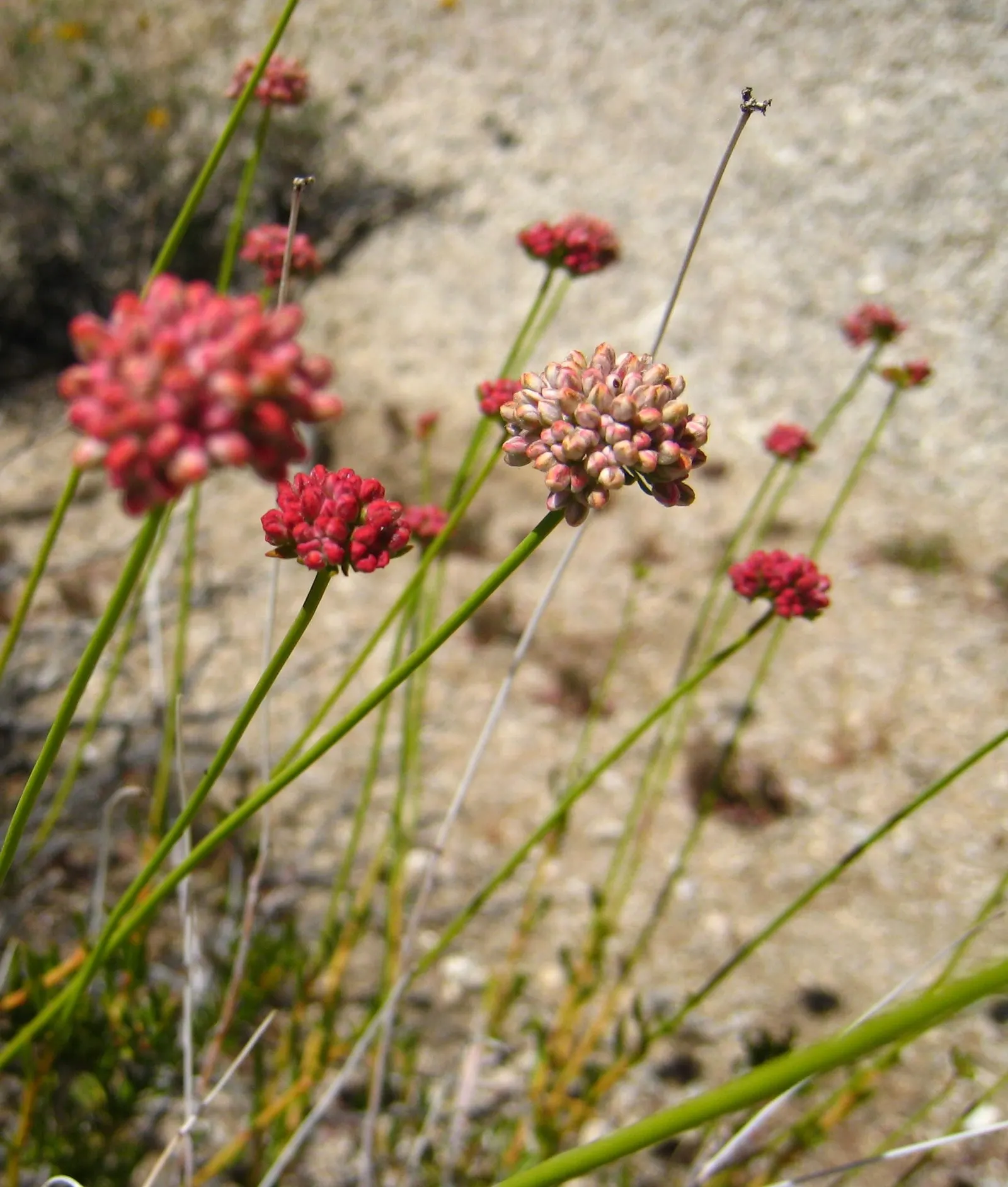 California Buckwheat (Eriogonum Fasciculatum) — commonly known as California Buckwheat; it features clusters of white to pink flowers, which bloom, image 59