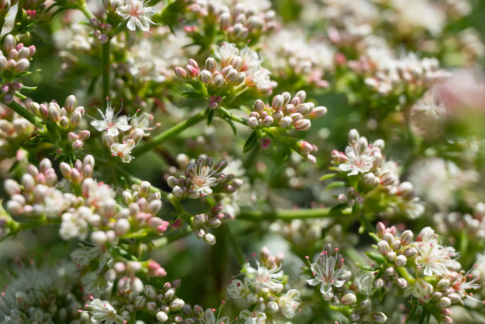 California Buckwheat (Eriogonum Fasciculatum) — offering excellent ground cover and erosion control; are a magnet for a plethora of pollinators, image 65