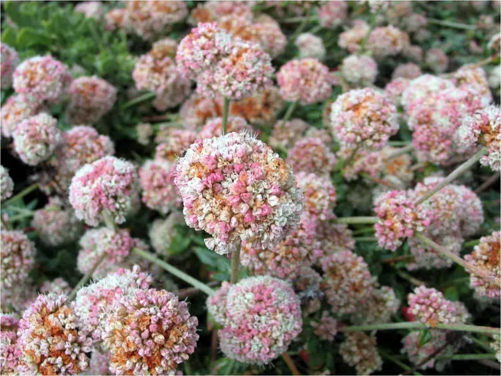 California Buckwheat (Eriogonum Fasciculatum) — with a unique attribute of being green above and white to rust-colored beneath; or as a resilient, image 70