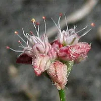 California Buckwheat (Eriogonum Fasciculatum) — consider utilizing it as a foundational plant for native gardens