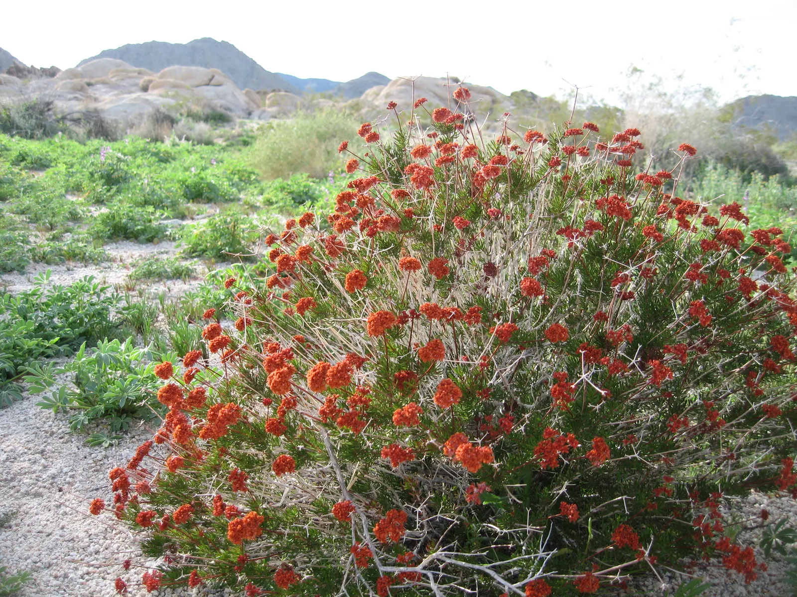 California Buckwheat (Eriogonum Fasciculatum) — showcasing cream to pale pink flower clusters that gradually transform into a reddish brown, image 101