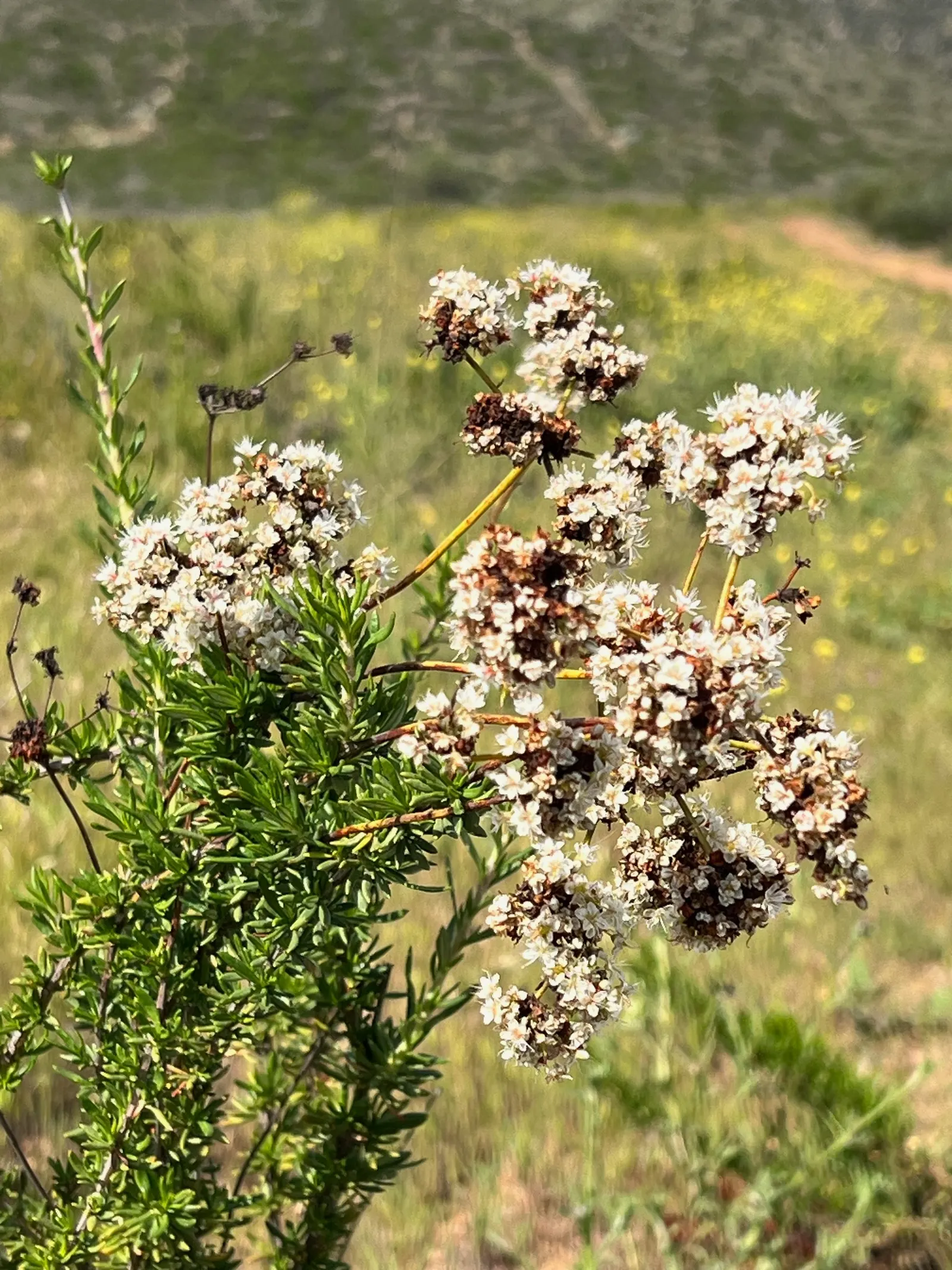 California Buckwheat (Eriogonum Fasciculatum) — evergreen leaves are arranged in tight bundles; growing up to 0.5 inches across, image 98