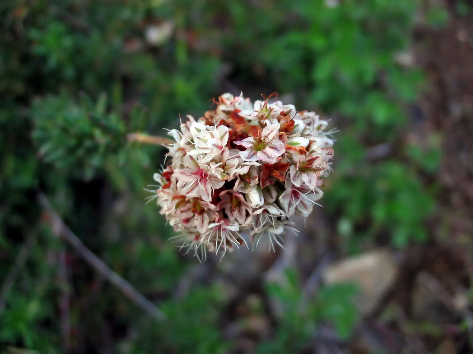 California Buckwheat (Eriogonum Fasciculatum) — It typically reaches 2-3 feet in height and spreads 4-5 feet