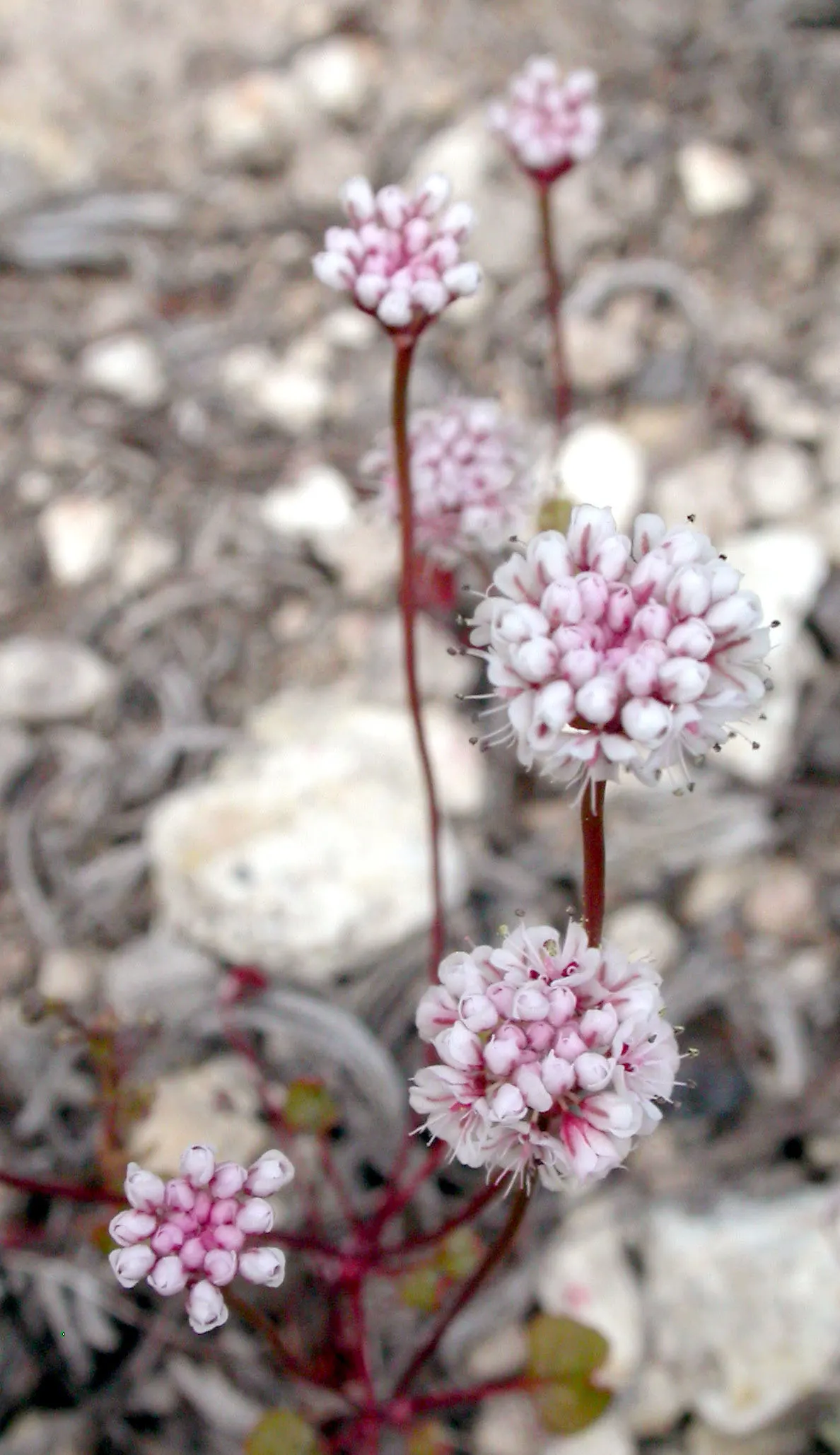 California Buckwheat (Eriogonum Fasciculatum) — The California Buckwheat blooms profusely from late spring through summer; commonly known as California