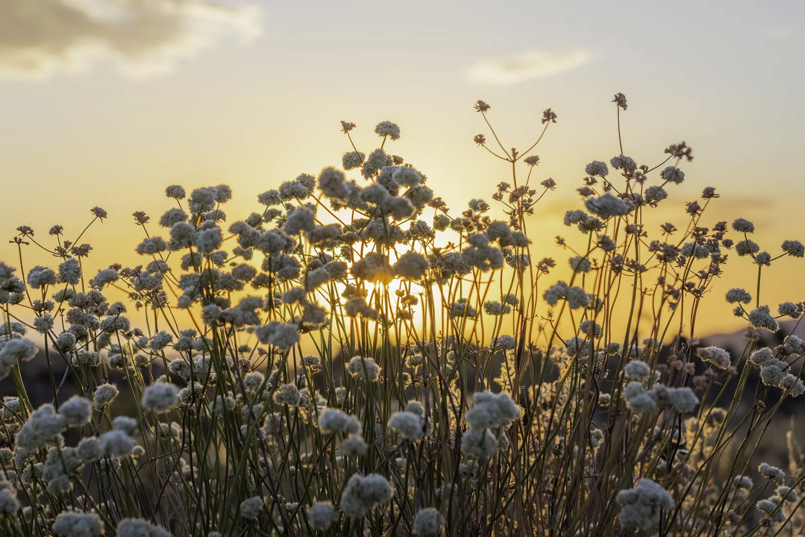 California Buckwheat (Eriogonum Fasciculatum) — pink and white flowers in the garden