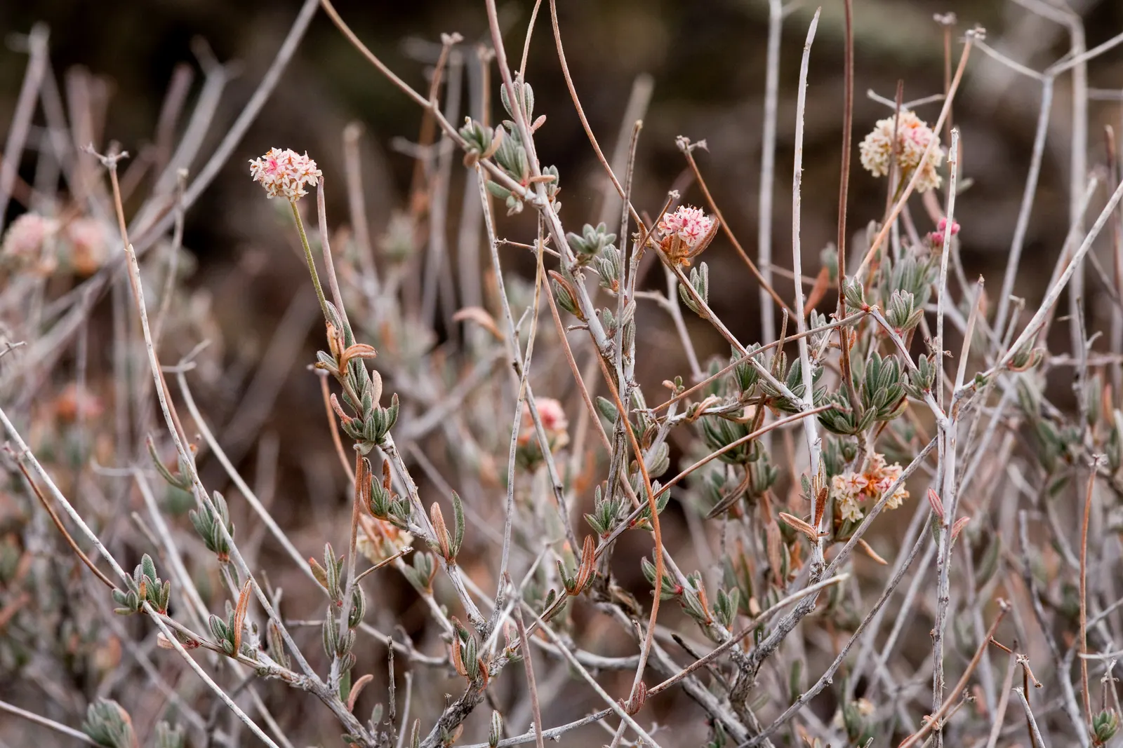 California Buckwheat (Eriogonum Fasciculatum) — offering excellent ground cover and erosion control; are a magnet for a plethora of pollinators, image 94