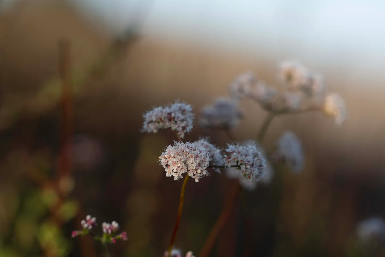 California Buckwheat (Eriogonum Fasciculatum) — showcasing cream to pale pink flower clusters that gradually transform into a reddish brown; scientifically