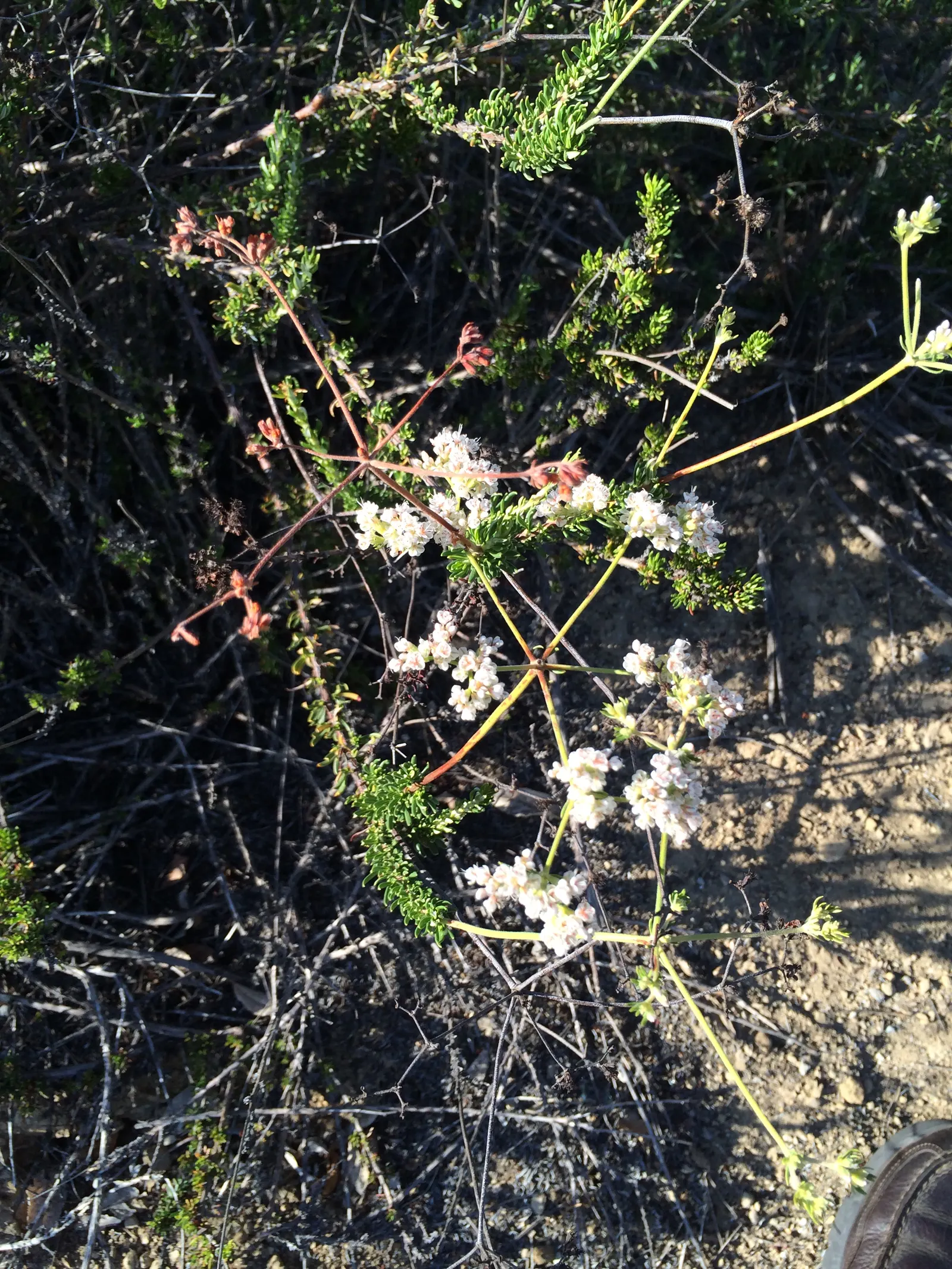 California Buckwheat (Eriogonum Fasciculatum) — pink and white flowers in the garden; with a unique attribute of being green above and white to rust-colored