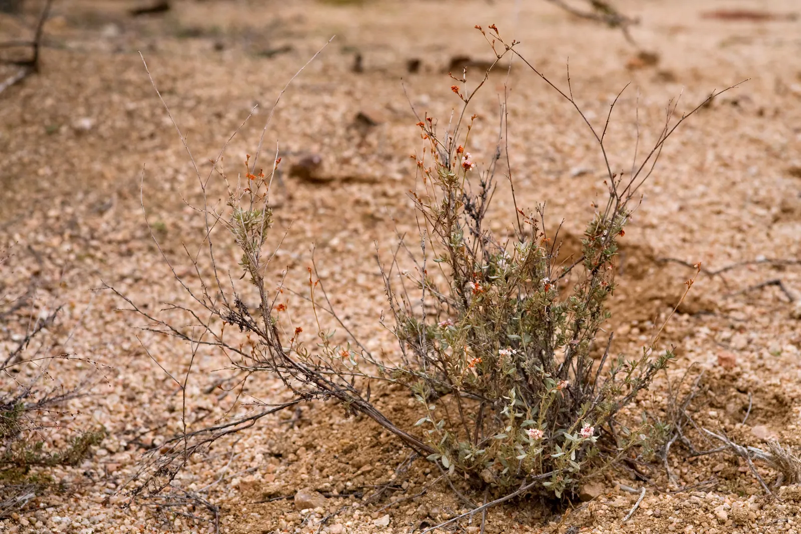 California Buckwheat (Eriogonum Fasciculatum) — showcasing cream to pale pink flower clusters that gradually transform into a reddish brown