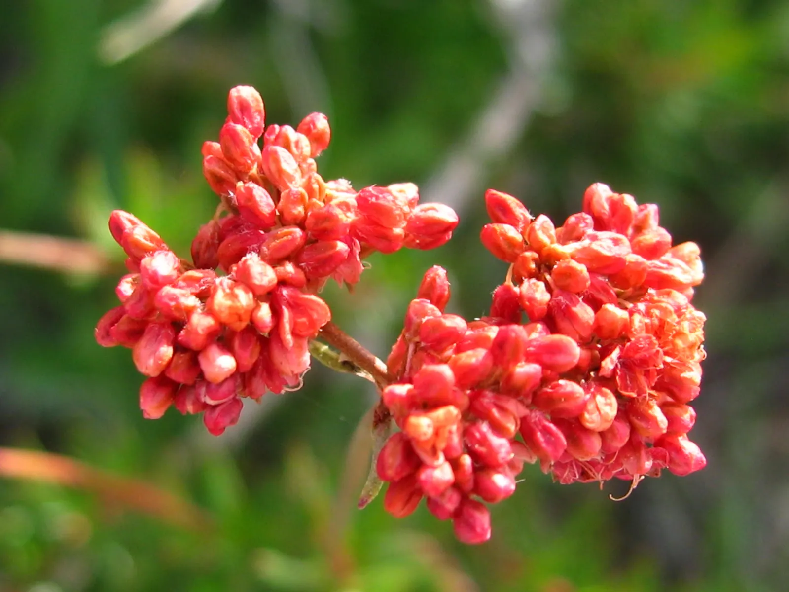 California Buckwheat (Eriogonum Fasciculatum) — California Buckwheat is an exceptional choice for creating a sustainable and enchanting garden, image 84