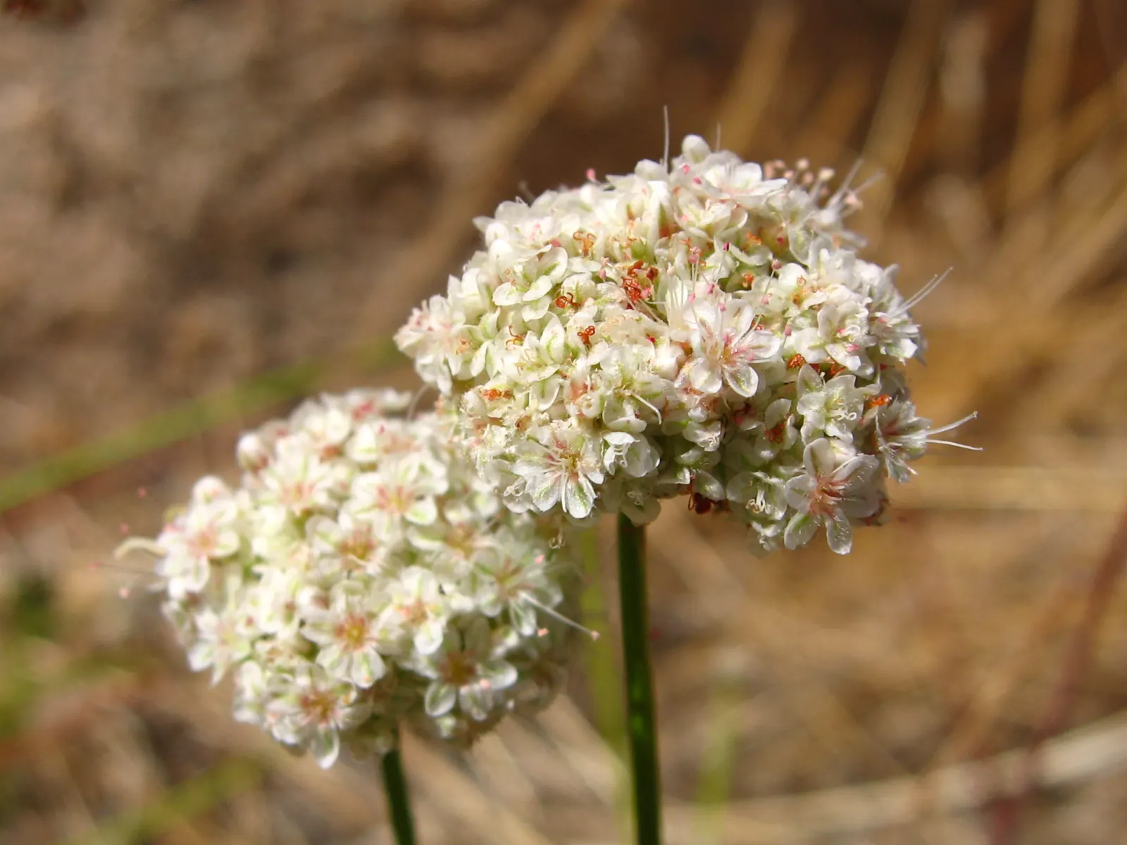 California Buckwheat (Eriogonum Fasciculatum) — scientifically known as Eriogonum fasciculatum; additionally, it can serve as an effective, image 95