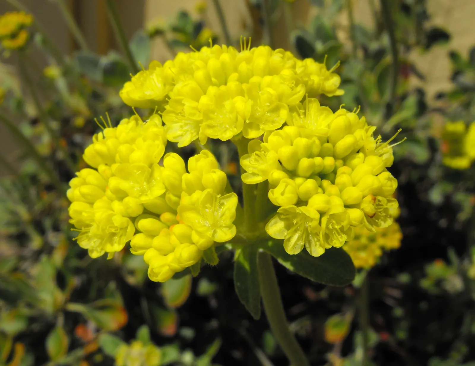 California Buckwheat (Eriogonum Fasciculatum) — Additionally, it can serve as an effective fire-resistant planting when properly maintained