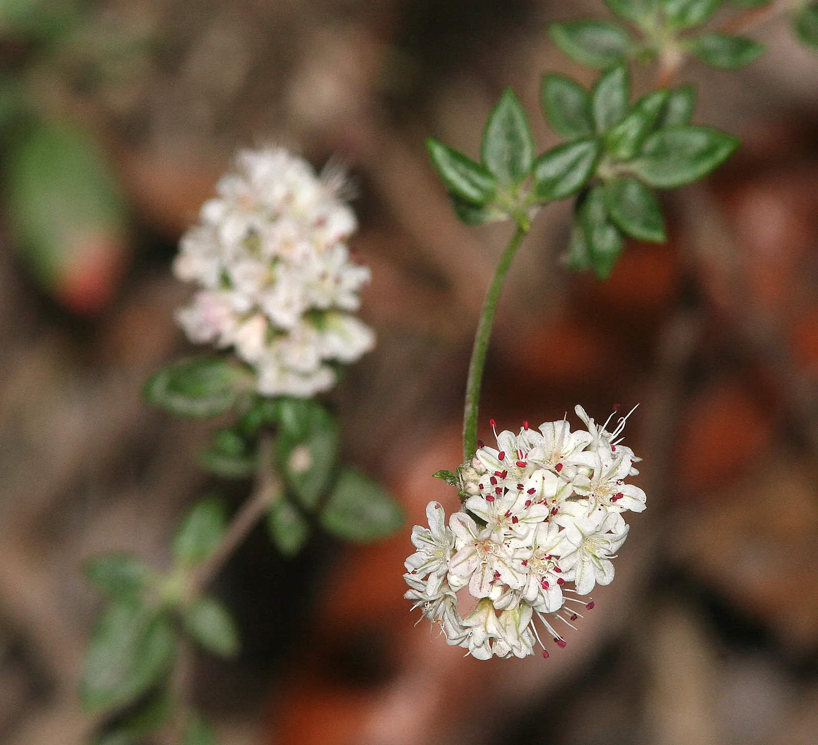 California Buckwheat (Eriogonum Fasciculatum) — With its ecological benefits and low maintenance; pink and white flowers in the garden, image 83