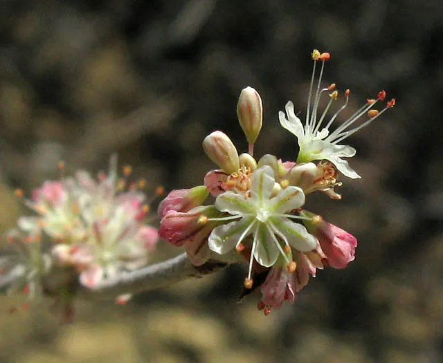 California Buckwheat (Eriogonum Fasciculatum) — The California Buckwheat blooms profusely from late spring through summer