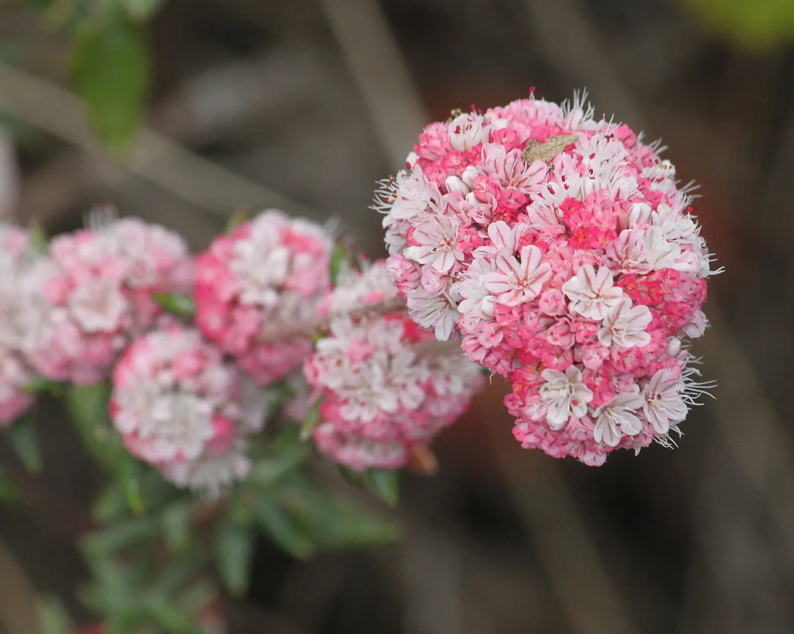California Buckwheat (Eriogonum Fasciculatum) — Eriogonum fasciculatum's water requirement is minimal once established; showcasing cream to pale, image 106