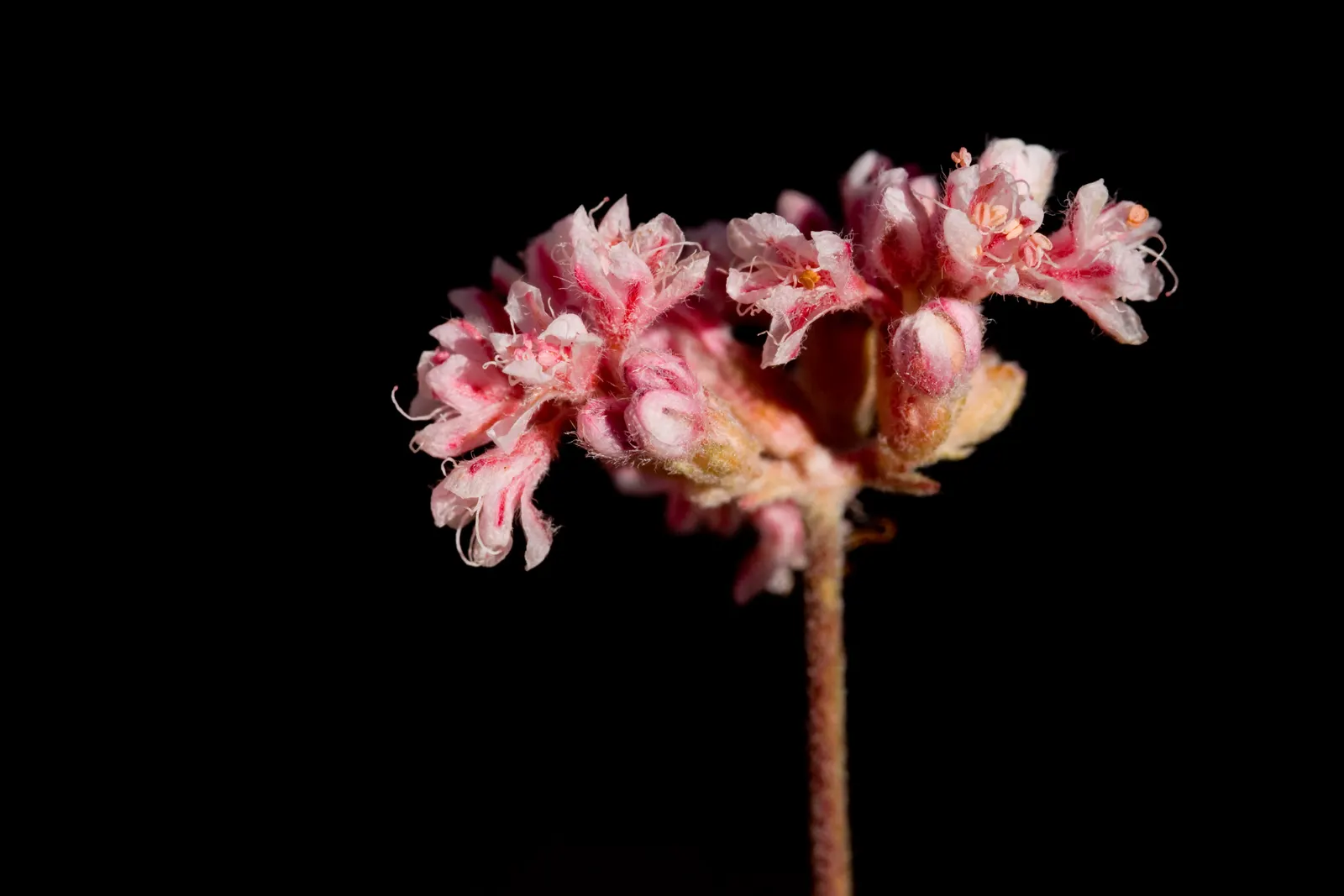California Buckwheat (Eriogonum Fasciculatum) — Eriogonum fasciculatum's water requirement is minimal once established