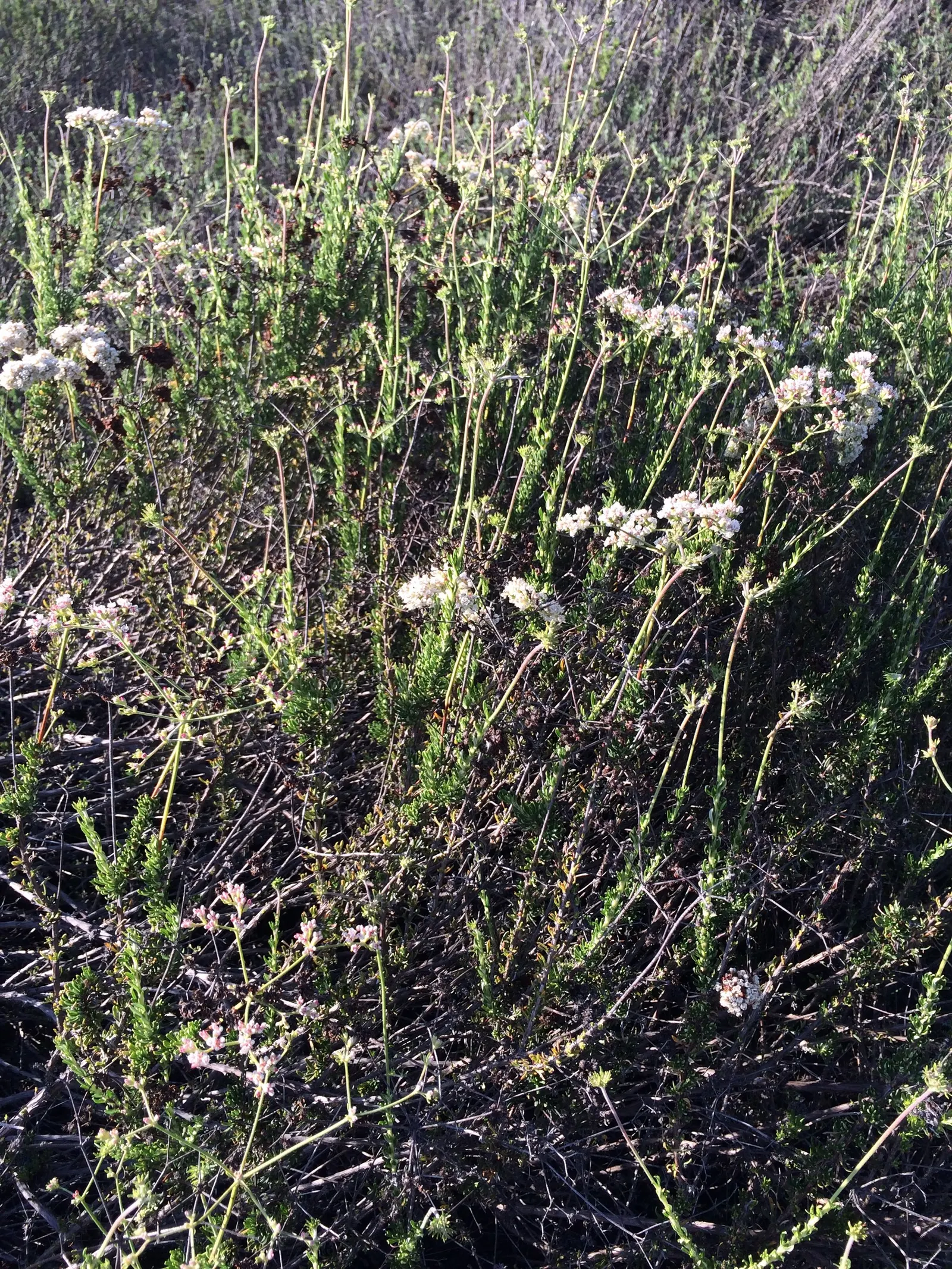 California Buckwheat (Eriogonum Fasciculatum) — with a unique attribute of being green above and white to rust-colored beneath