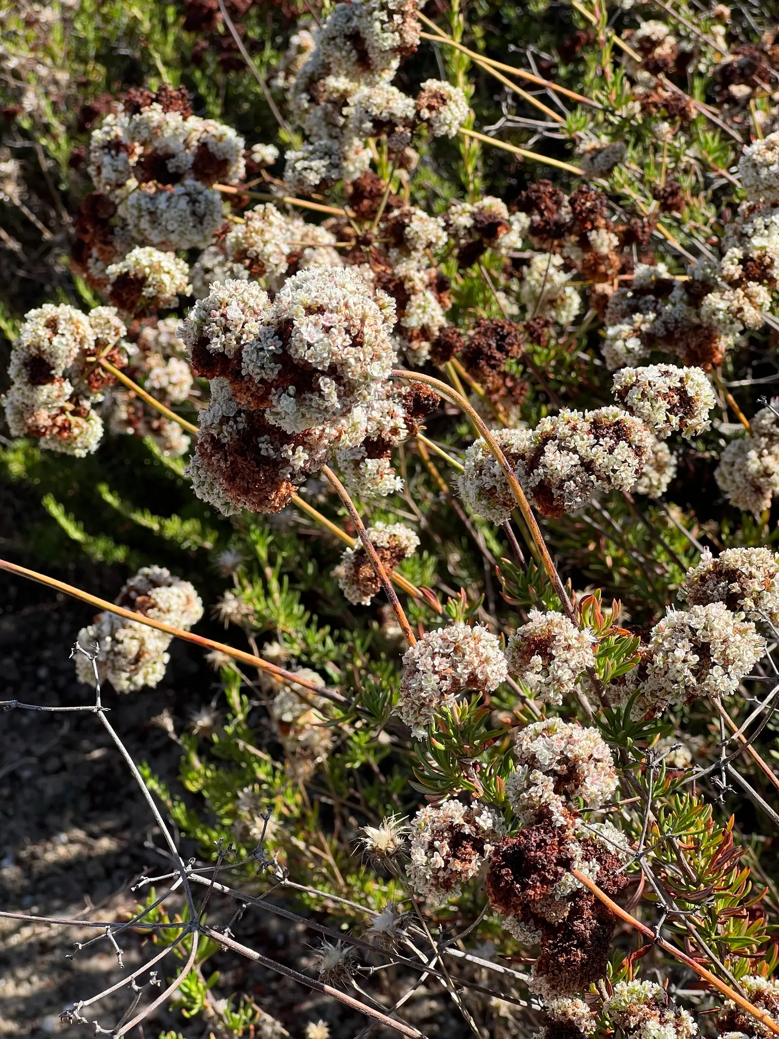 California Buckwheat (Eriogonum Fasciculatum) — showcasing cream to pale pink flower clusters that gradually transform into a reddish brown, image 72