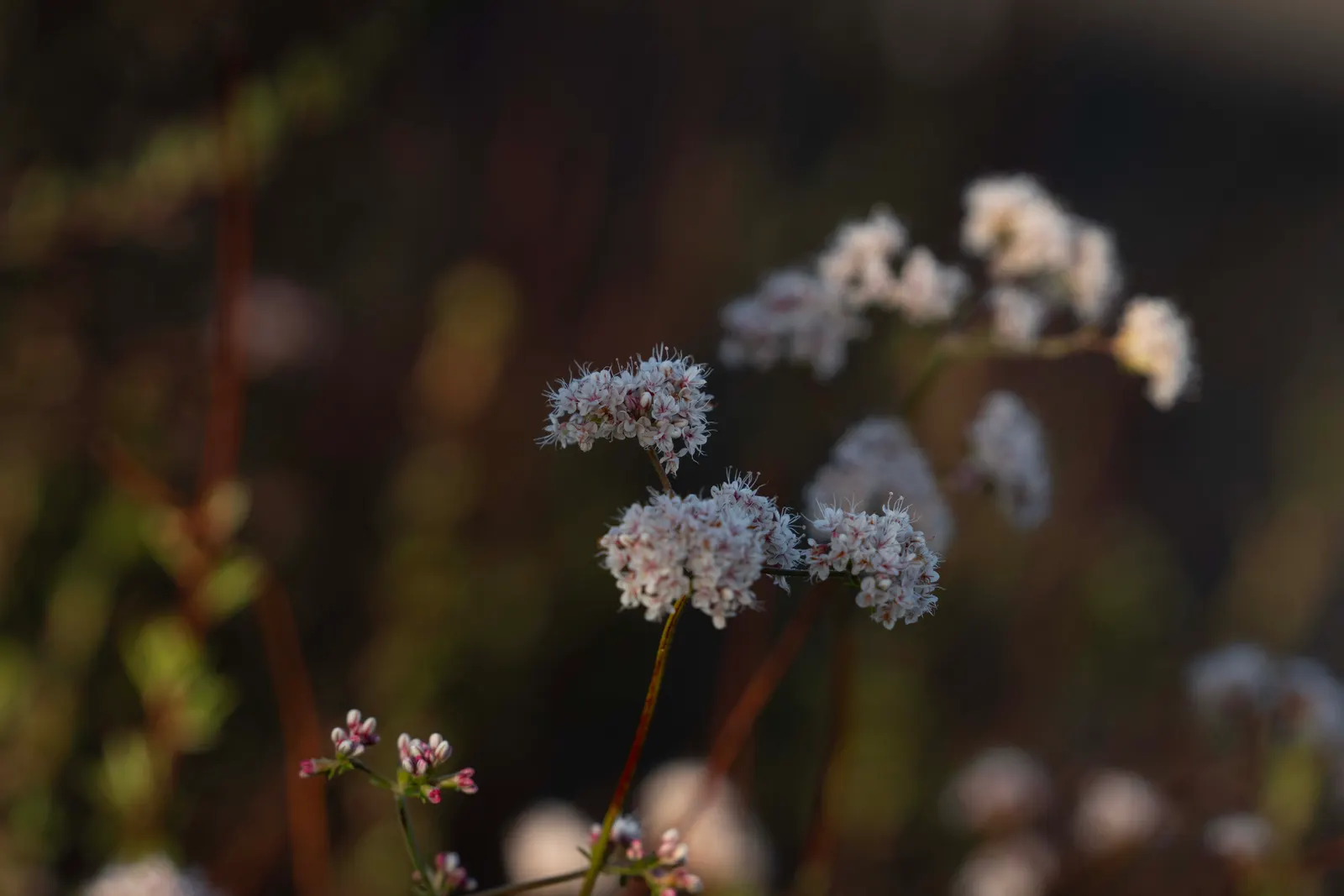 California Buckwheat (Eriogonum Fasciculatum) — Eriogonum fasciculatum's water requirement is minimal once established; showcasing cream to pale pink flower