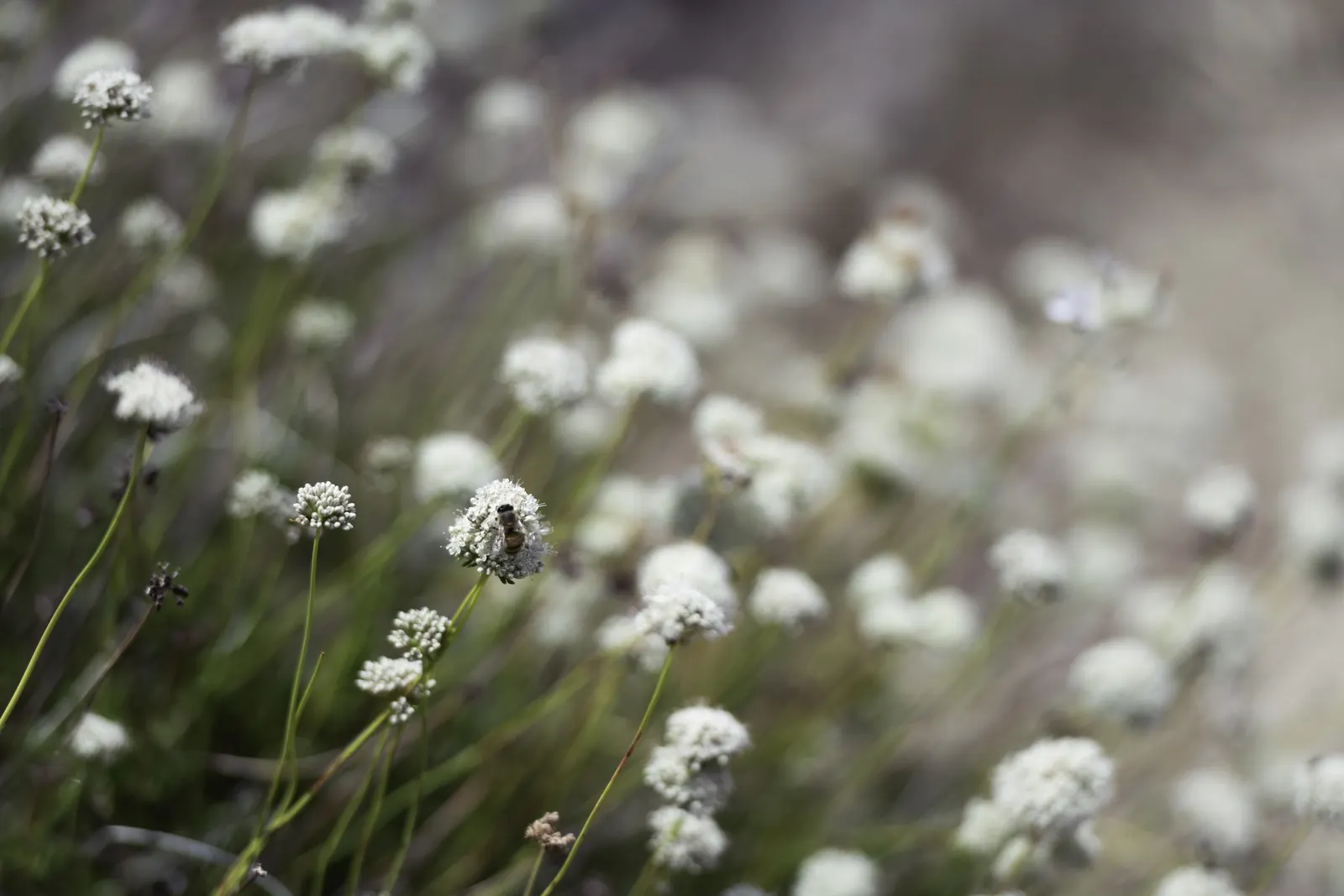 California Buckwheat (Eriogonum Fasciculatum) — The California Buckwheat blooms profusely from late spring through summer; commonly known as, image 71