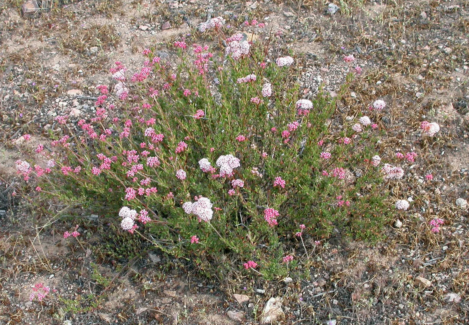 California Buckwheat (Eriogonum Fasciculatum) — is a durable evergreen shrub; evergreen leaves are arranged in tight bundles