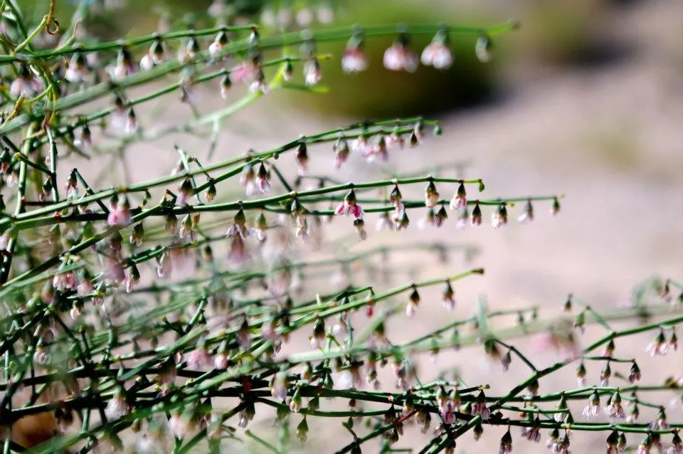 California Buckwheat (Eriogonum Fasciculatum) — drought-tolerant perennial establishes itself with ease; is a durable evergreen shrub, image 67