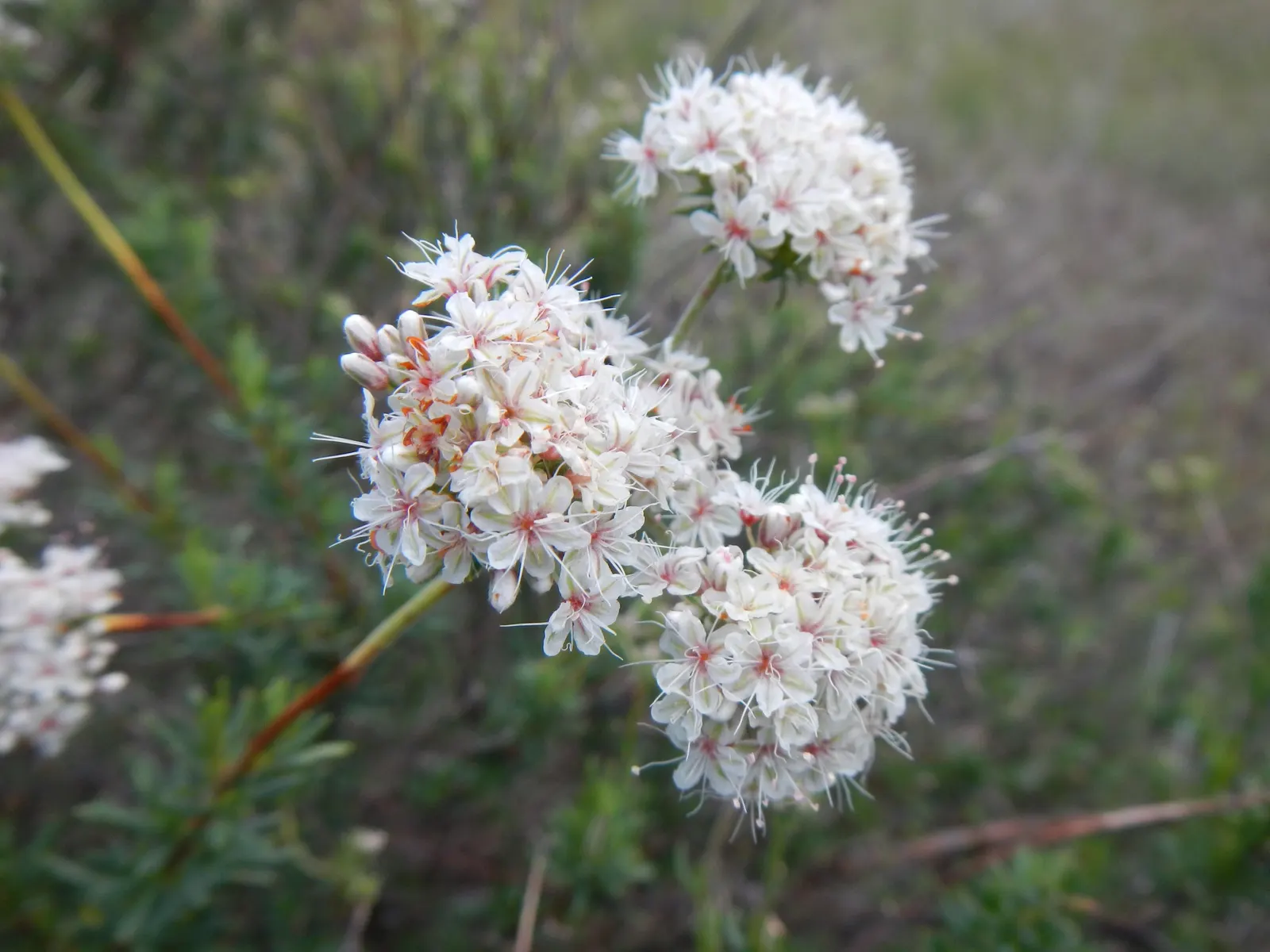 California Buckwheat (Eriogonum Fasciculatum) — thriving in USDA zones 7-10; and birds.<br><br>Preferring full sun exposure and thriving in, image 119