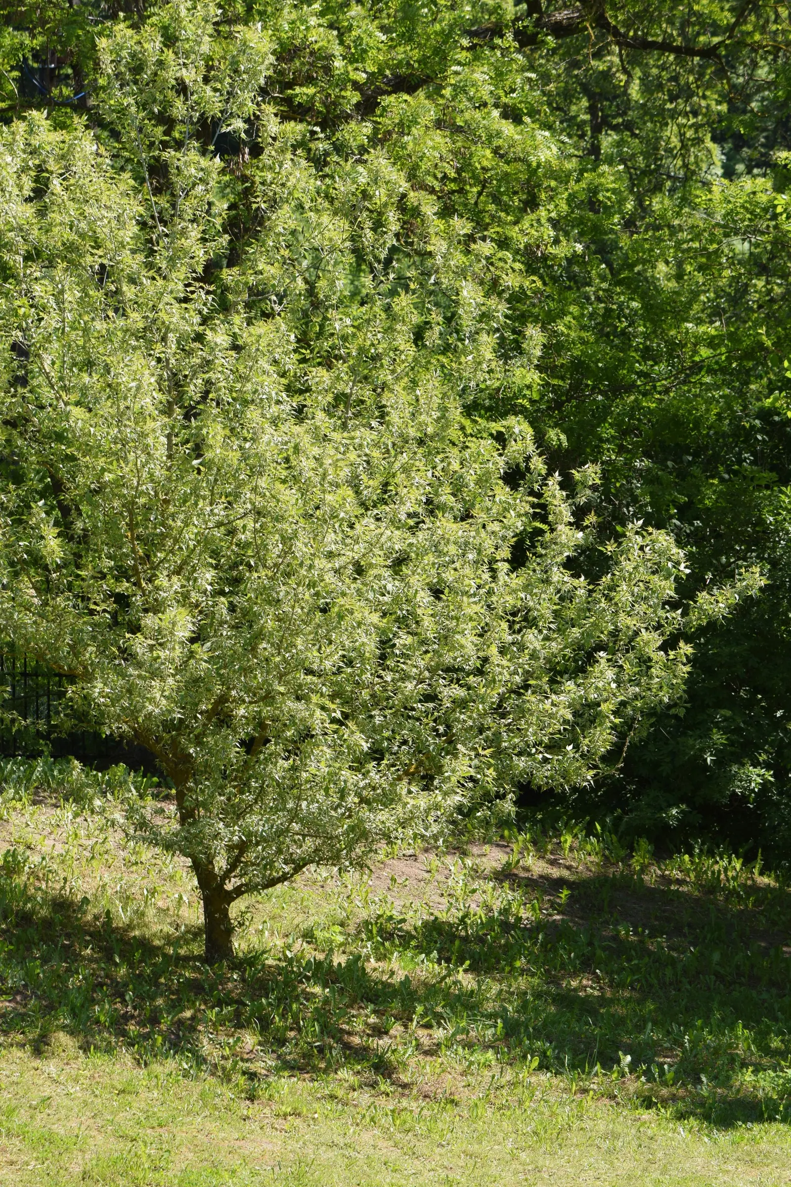 Flamingo Box Elder (Acer Negundo 'Flamingo') — known for its striking pink-tinged foliage in spring