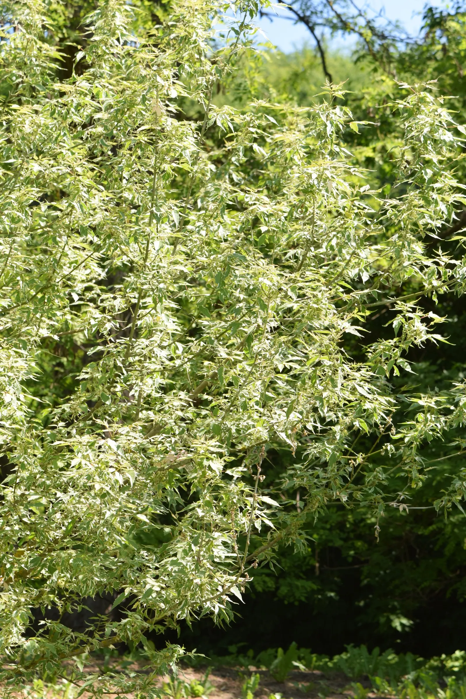 Flamingo Box Elder (Acer Negundo 'Flamingo') — Acer negundo 'Flamingo' is a stunning variegated cultivar of the Box Elder