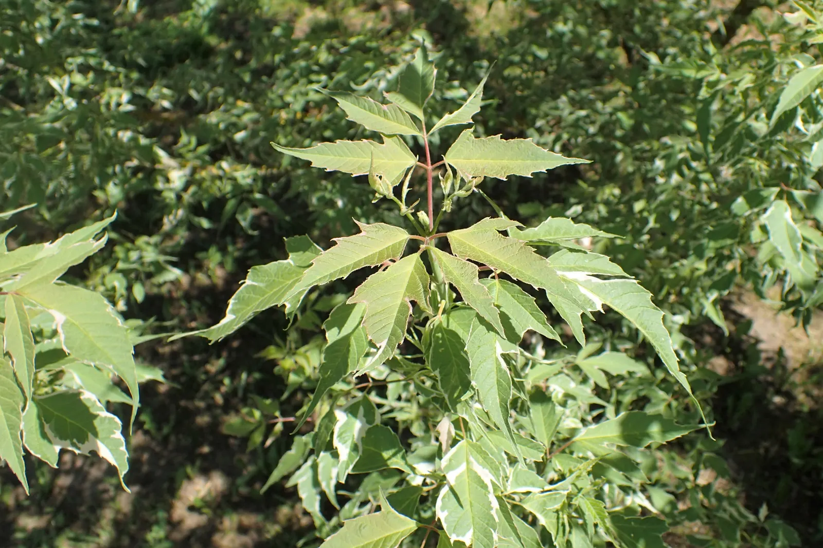 Flamingo Box Elder (Acer Negundo 'Flamingo') — maturing to a cream and green palette