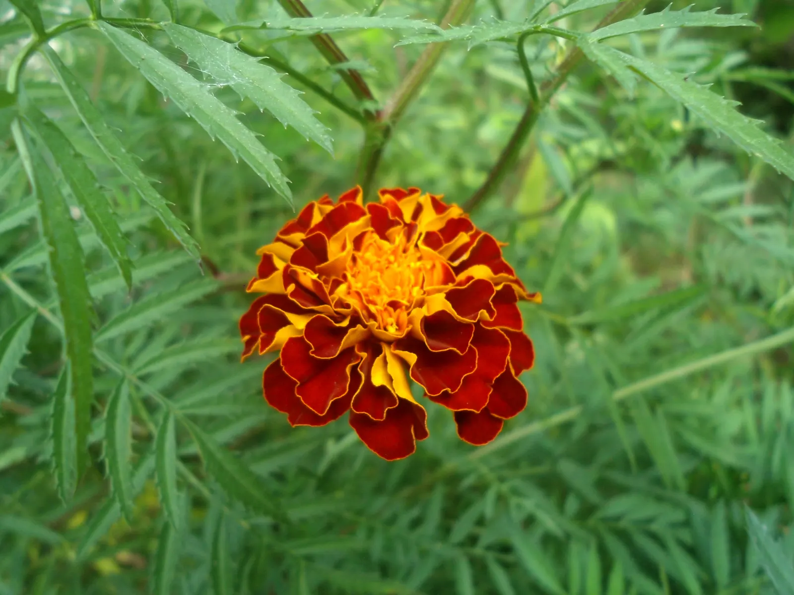 Marigold (Tagetes Hybrids) — marigolds should be spaced about 8 to 10 inches apart; although regular watering during prolonged dry spells will keep, image 146
