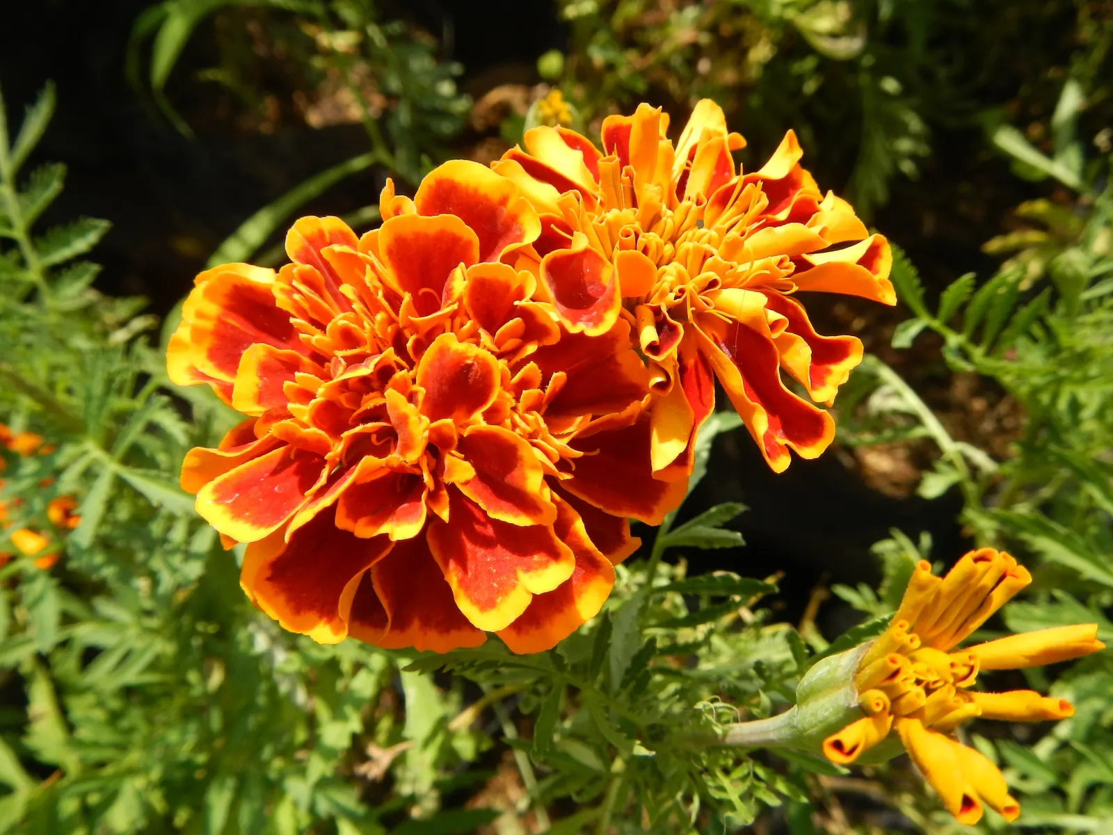 Marigold (Tagetes Hybrids) — They prefer well-drained soil and thrive in full sunlight, defined as at least 6 hours of direct sun daily, image 124