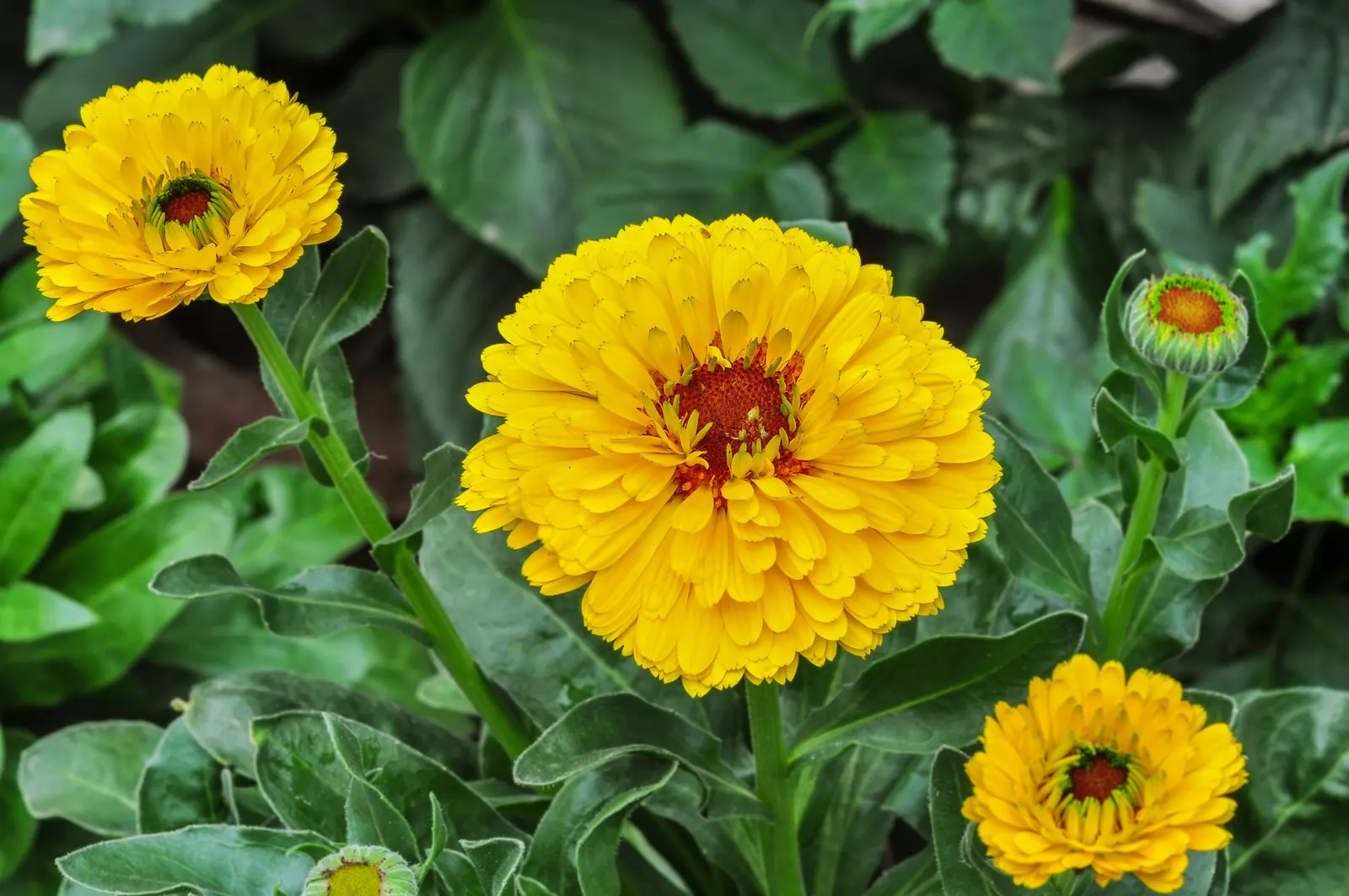 Marigold (Tagetes Hybrids) — their pungent scent is a natural deterrent for many pests and can attract beneficial insects; these robust plants are, image 110
