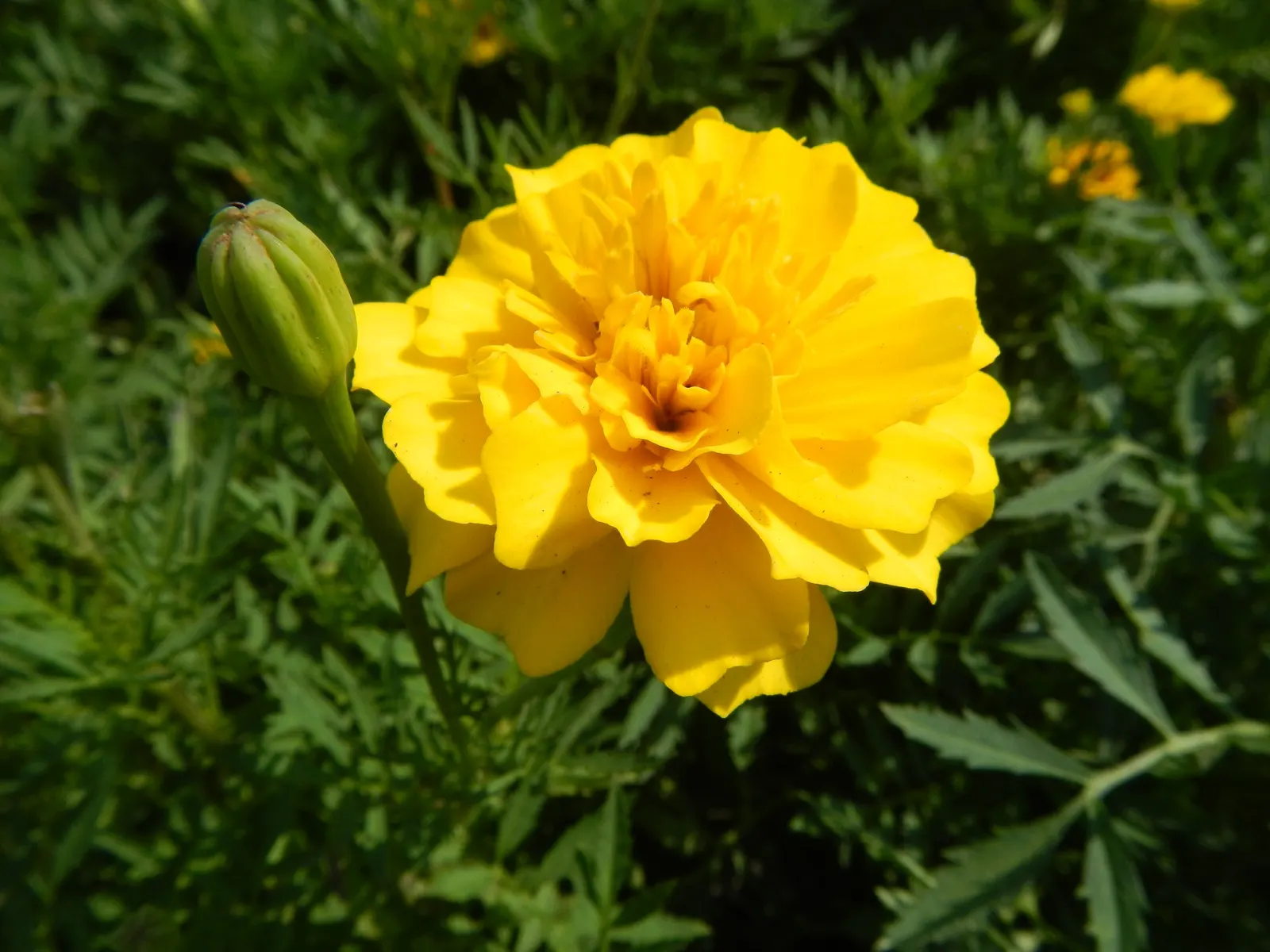 Marigold (Tagetes Hybrids) — gold and yellow flowers in the garden; common heights range from 6 to 24 inches, appealing for borders, beds, and, image 131
