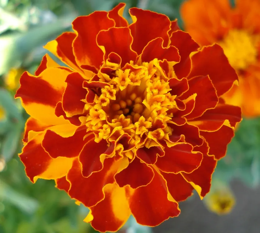 Marigold (Tagetes Hybrids) — Marigold (Tagetes hybrids) is a vibrant annual bloom that brings a splash of color to any landscape design; annual, image 139