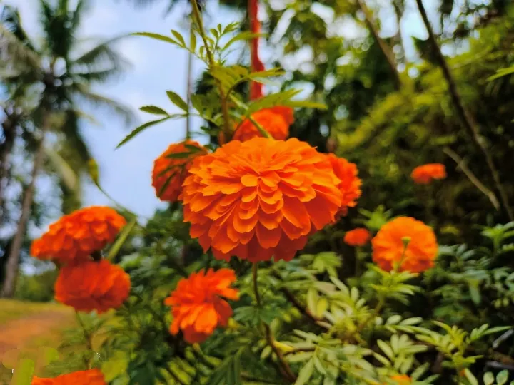 Marigold (Tagetes Hybrids) — and can spread approximately 6 to 24 inches wide; these robust plants prefer full sun and well-drained soil, blooming, image 85