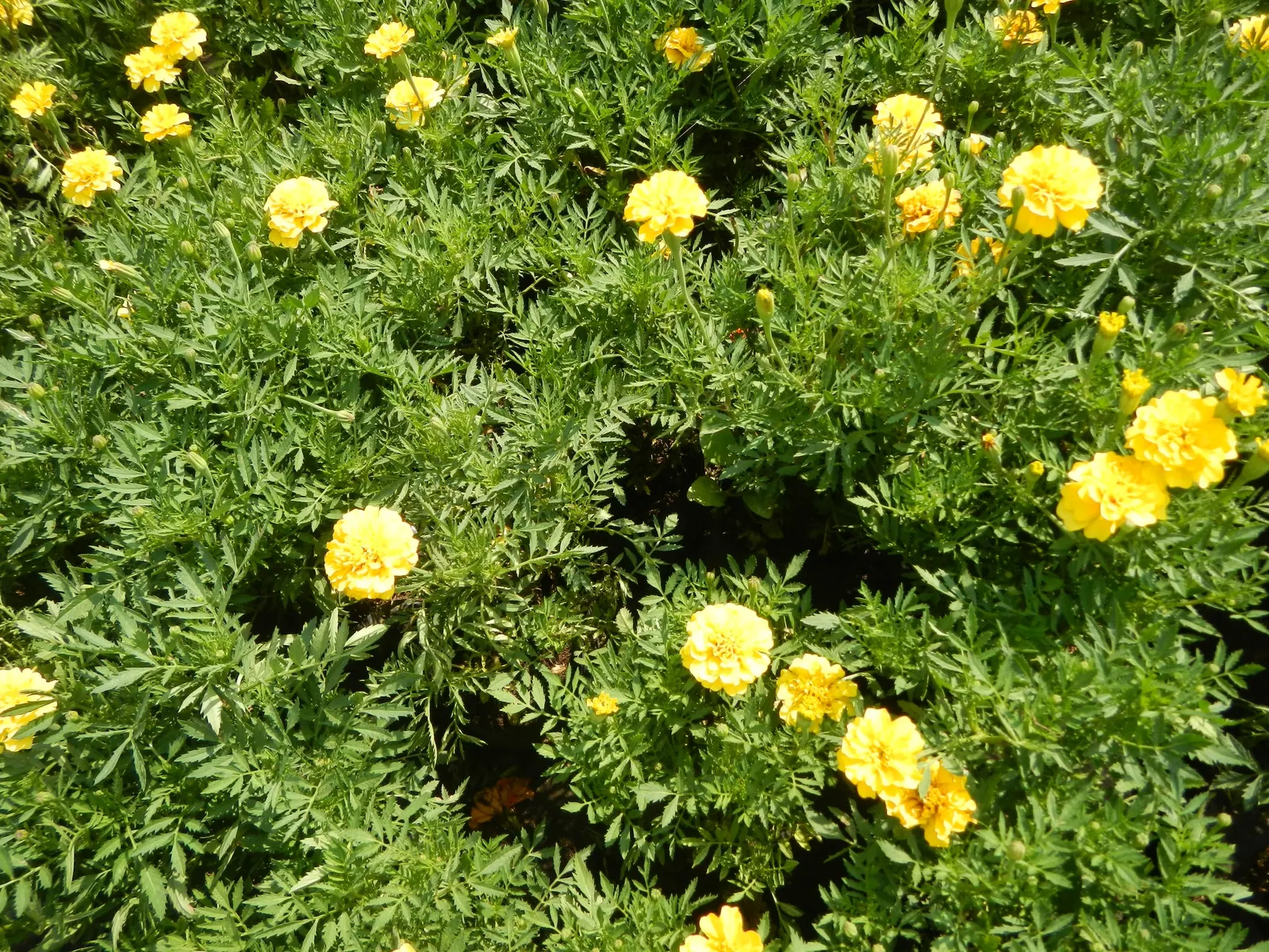 Marigold (Tagetes Hybrids) — annual for full; providing long-lasting beauty and color, image 133