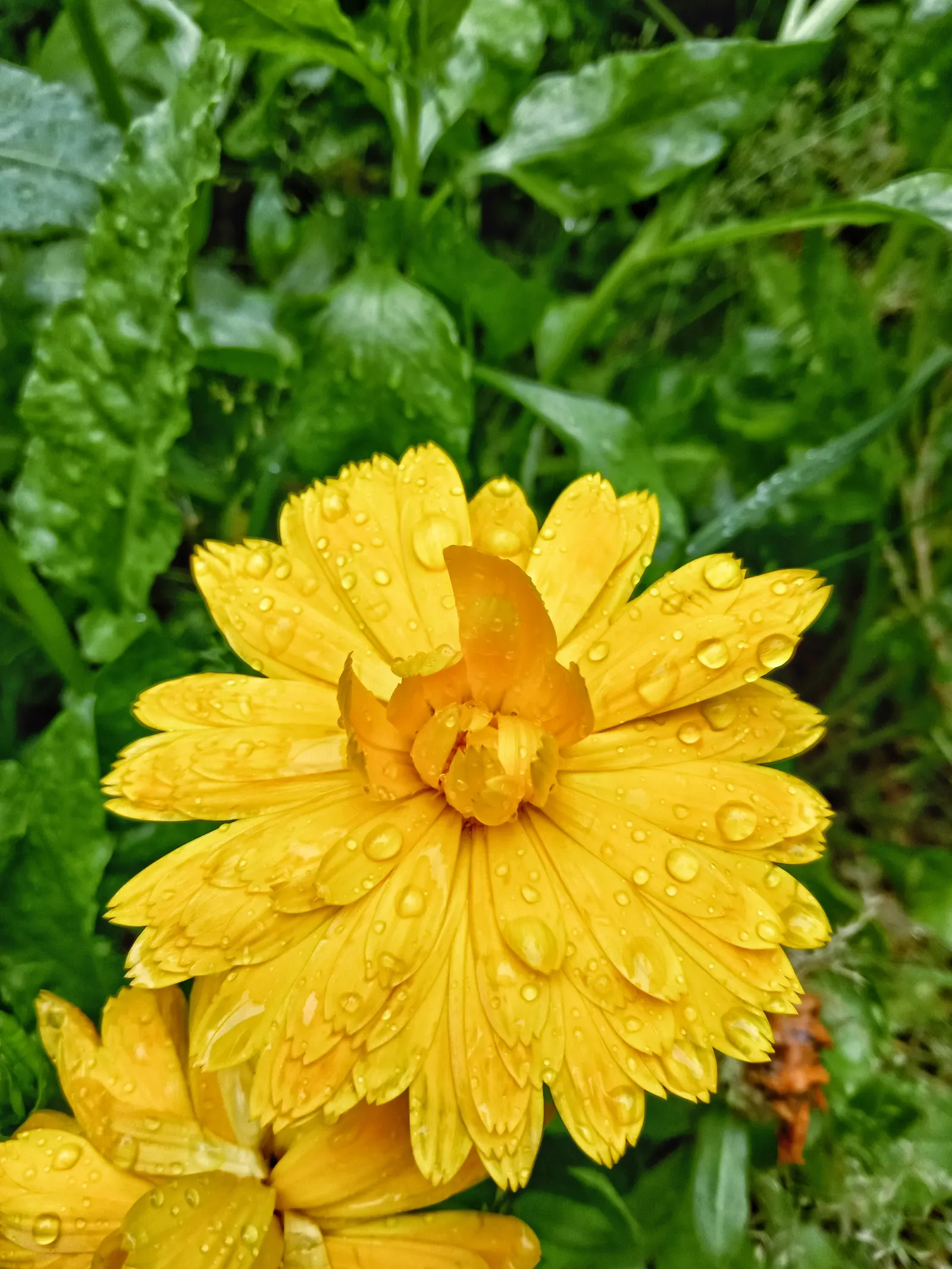 Marigold (Tagetes Hybrids) — annual with gold and yellow blooms; and can spread approximately 6 to 24 inches wide, image 94