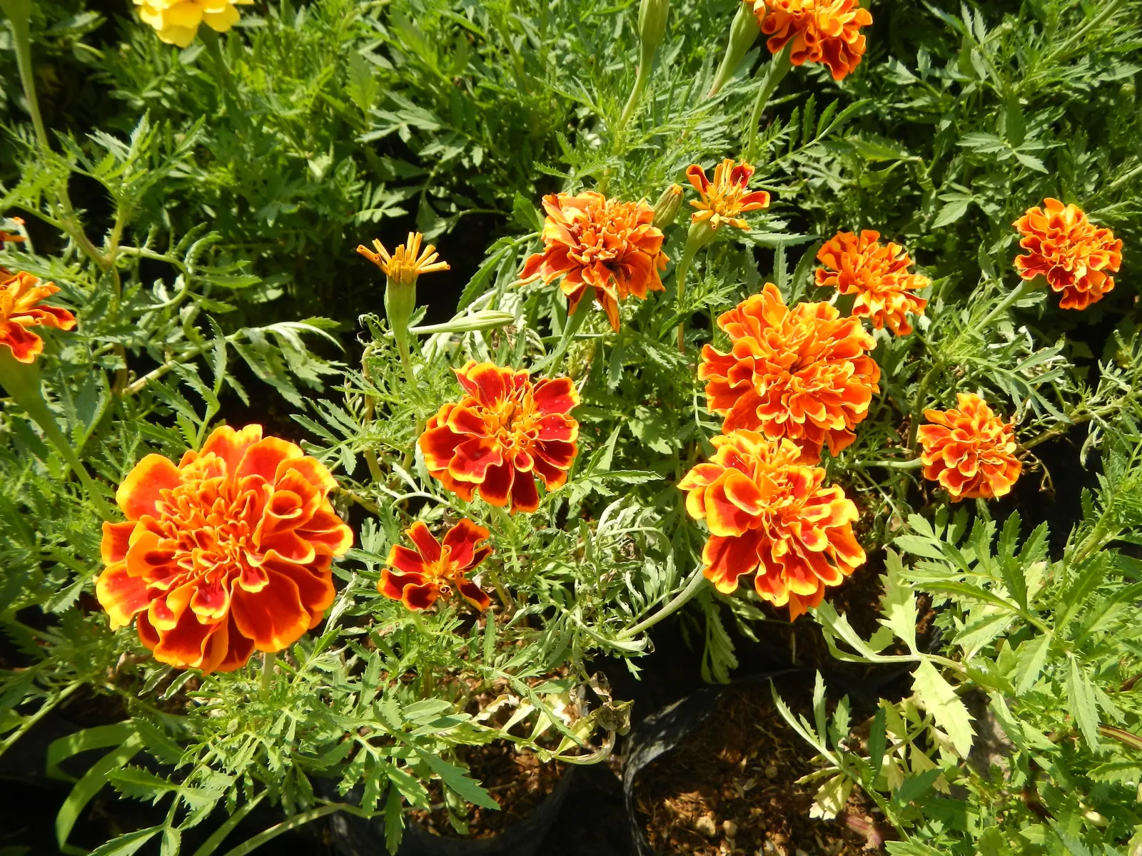 Marigold (Tagetes Hybrids) — These flowers are heat tolerant and resist drought to a degree; gold and yellow flowers in the garden, image 125