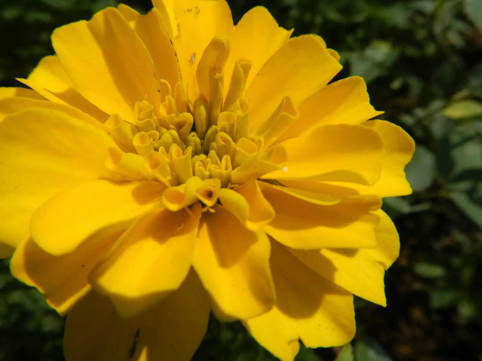 Marigold (Tagetes Hybrids) — annual with gold and yellow blooms; and can spread approximately 6 to 24 inches wide, image 132