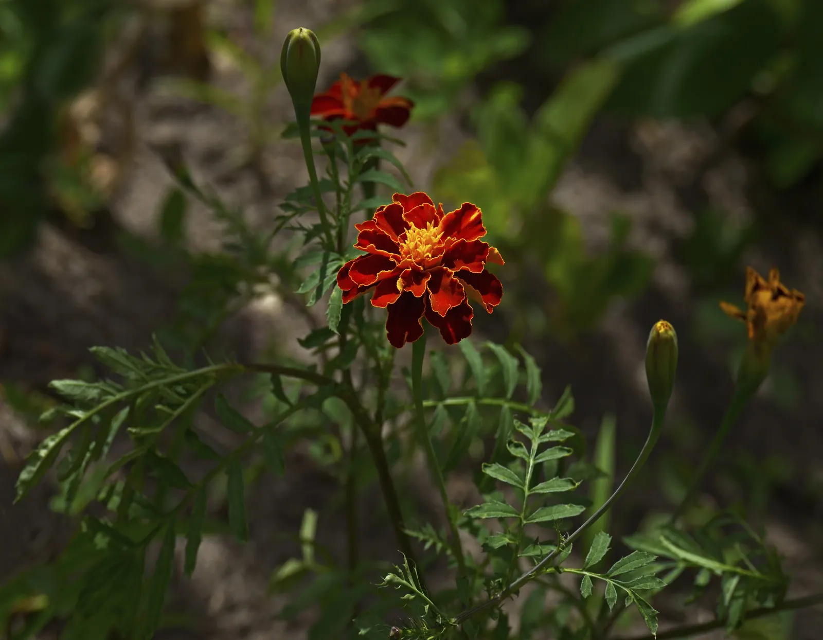 Marigold (Tagetes Hybrids) — gold and yellow flowers in the garden; common heights range from 6 to 24 inches, appealing for borders, beds, and, image 93
