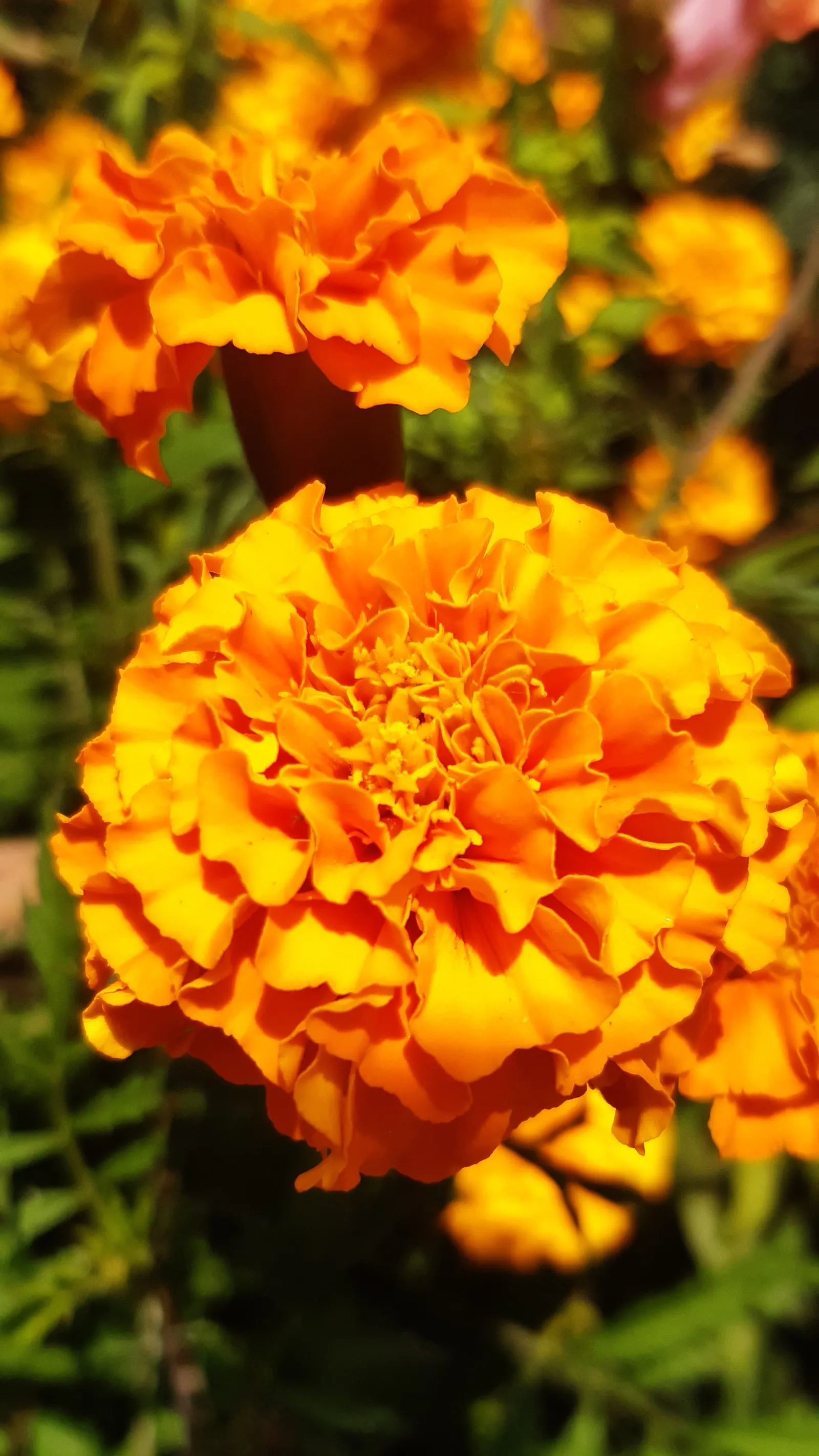 Marigold (Tagetes Hybrids) — gold and yellow flowers in the garden; common heights range from 6 to 24 inches, appealing for borders, beds, and, image 112