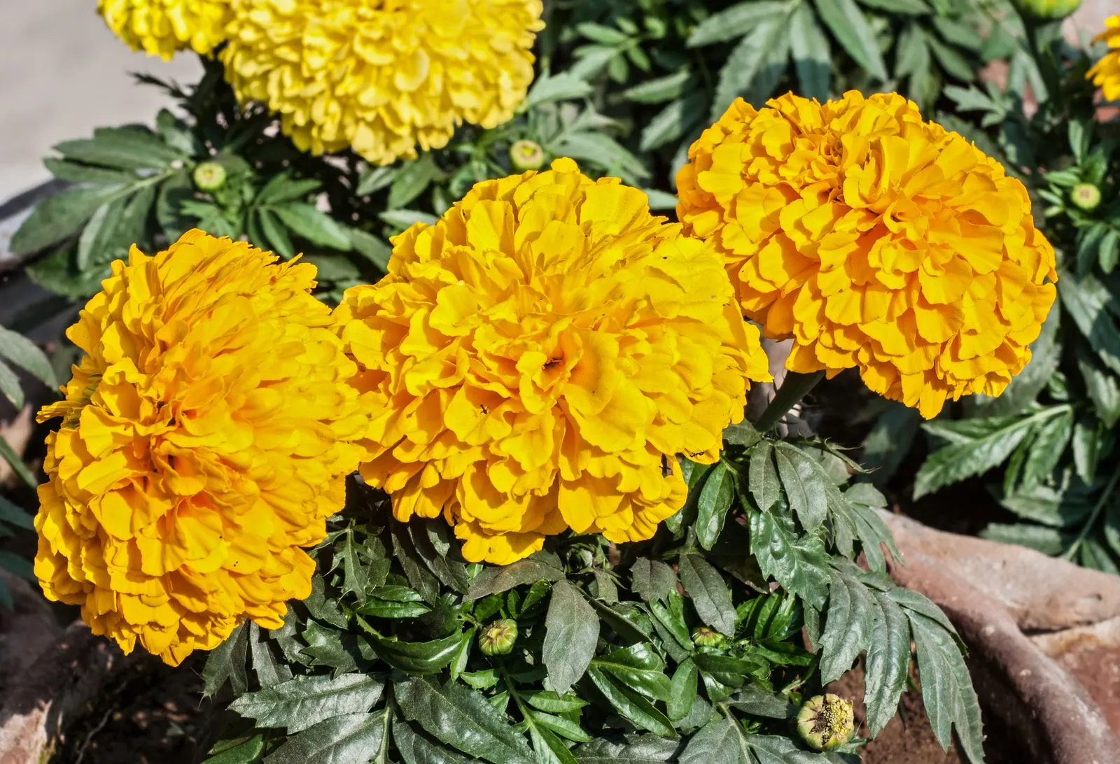 Marigold (Tagetes Hybrids) — These robust plants prefer full sun and well-drained soil, blooming from late spring until frost; annual with gold and, image 98