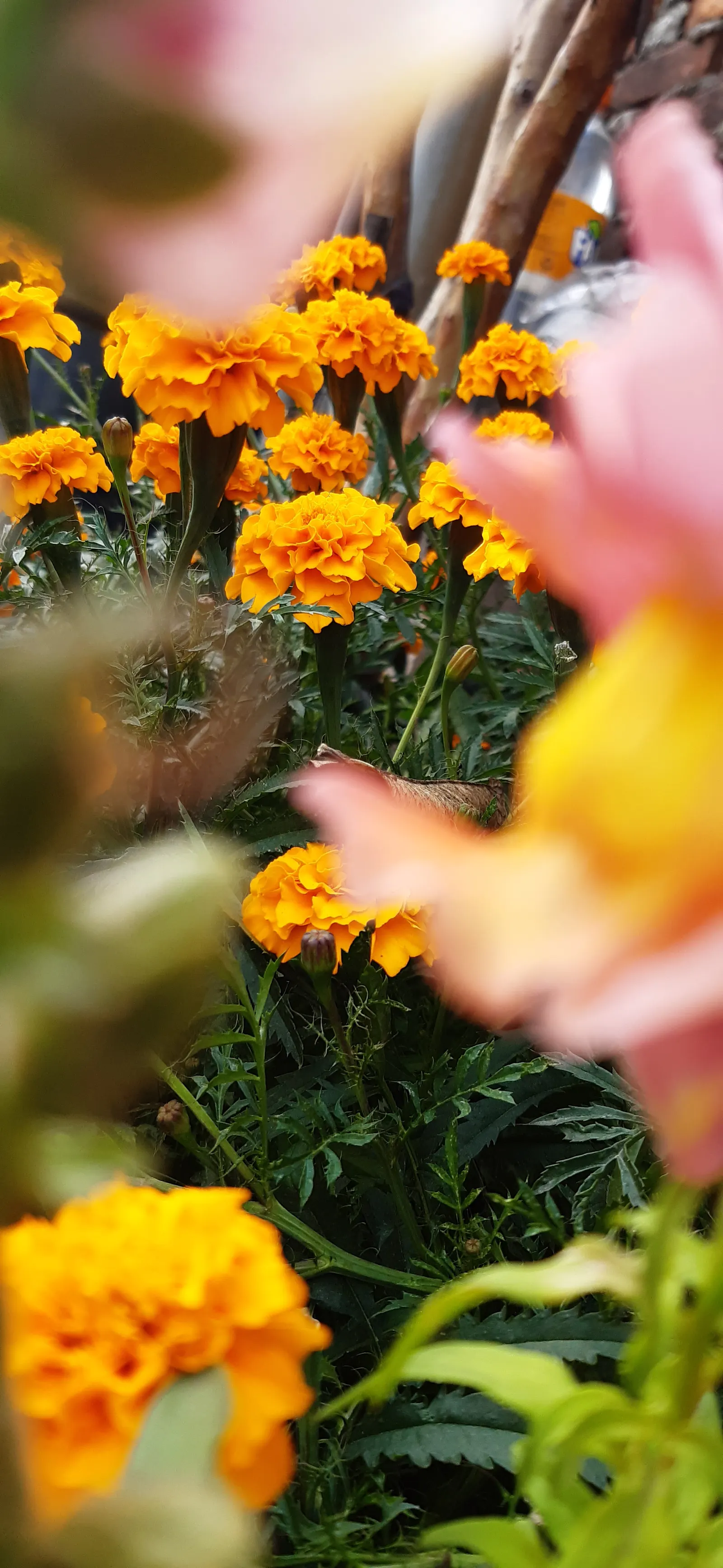 Marigold (Tagetes Hybrids) — Marigolds generally range in height from a modest 6 inches to an imposing 18 inches; their pungent scent is a natural, image 122