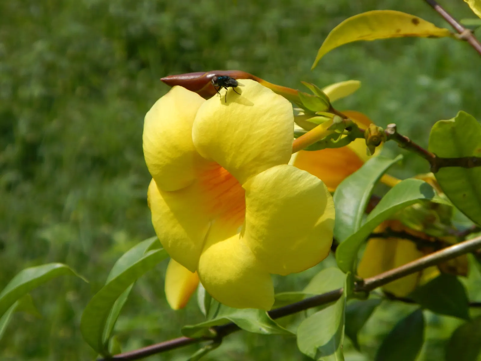 Marigold (Tagetes Hybrids) — and can spread approximately 6 to 24 inches wide; these robust plants prefer full sun and well-drained soil, blooming, image 142