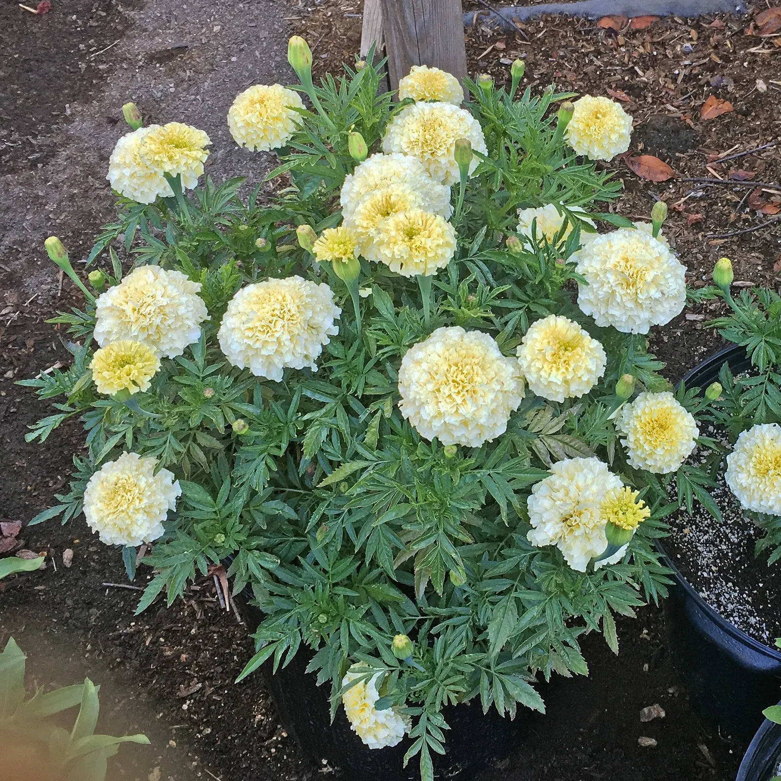 Marigold (Tagetes Hybrids) — These robust plants prefer full sun and well-drained soil, blooming from late spring until frost; annual with gold and, image 155