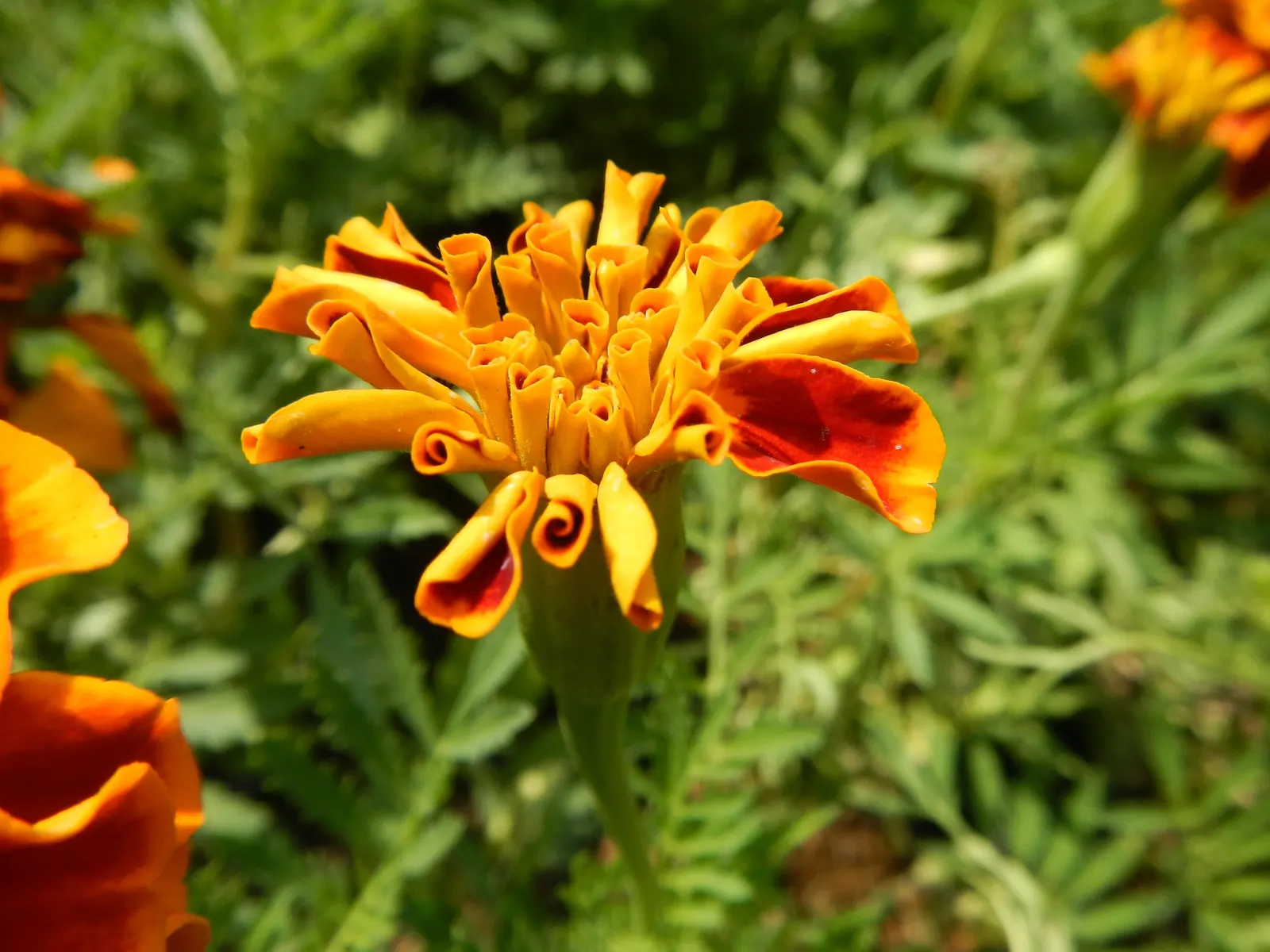 Marigold (Tagetes Hybrids) — These flowers are heat tolerant and resist drought to a degree; gold and yellow flowers in the garden, image 163