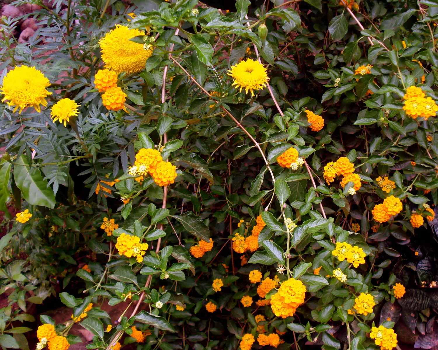 Marigold (Tagetes Hybrids) — and can spread approximately 6 to 24 inches wide; these robust plants prefer full sun and well-drained soil, blooming, image 161